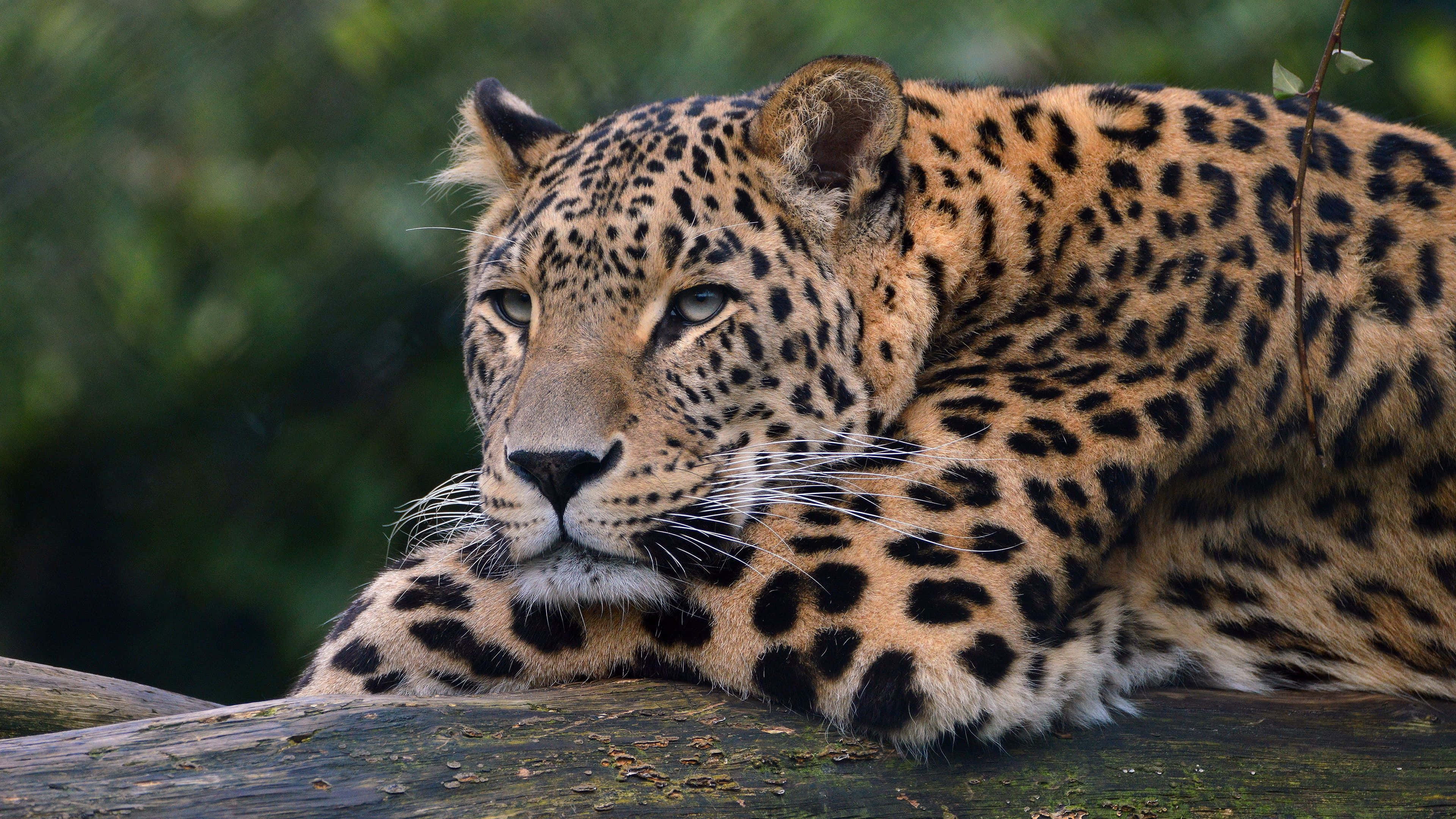 resting leopard, mossy log, soft green forest backdrop, 4K Desktop Wallpaper