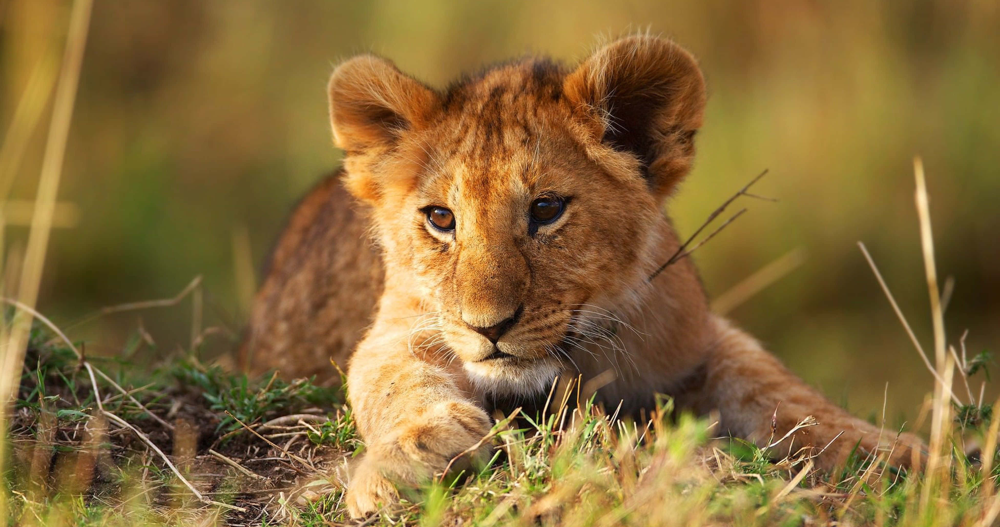 lion cub, tall grass, warm golden sunlight, 4K Desktop Wallpaper