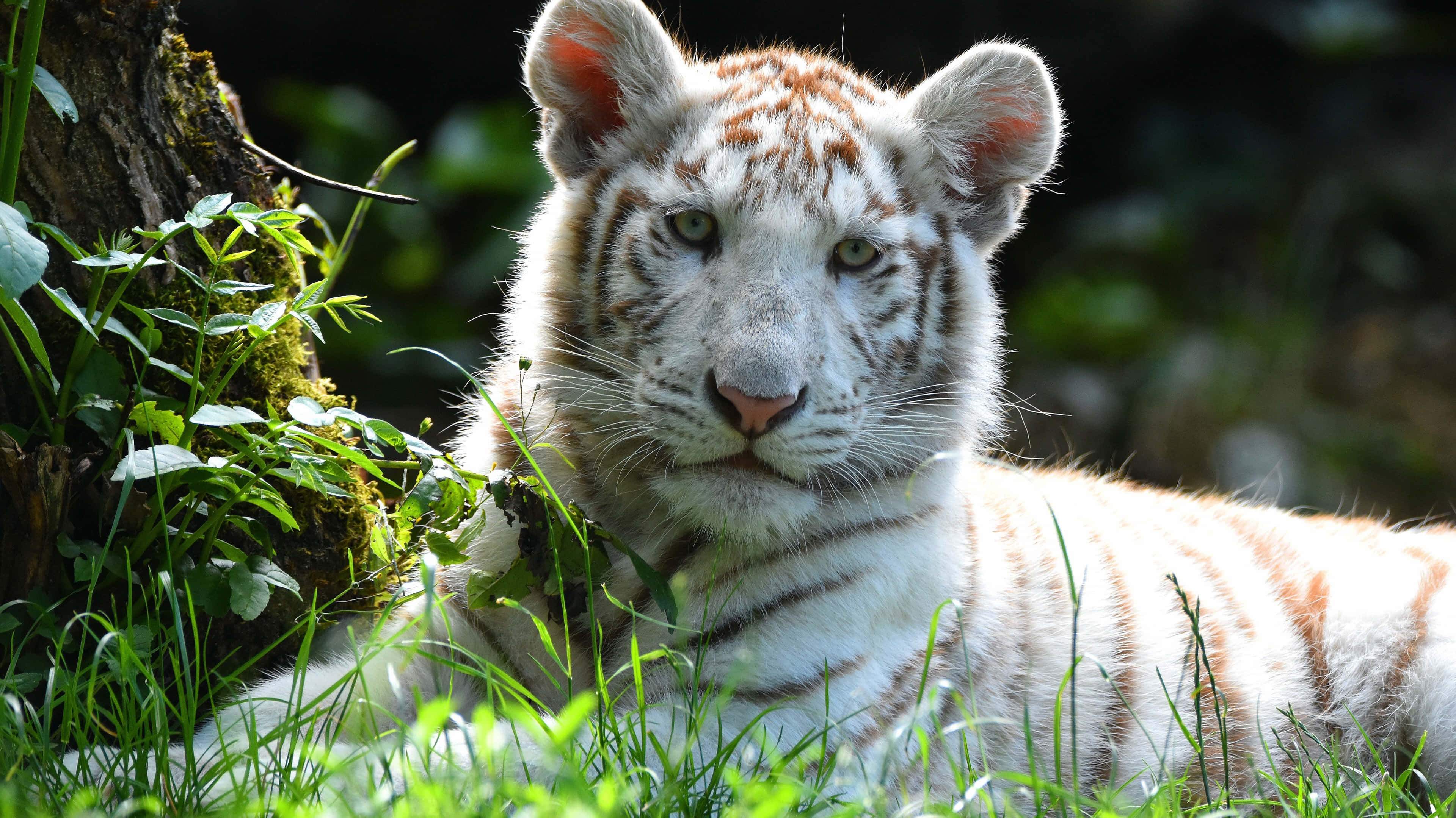 white tiger cub, orange stripes, lush green grass, 4K Desktop Wallpaper