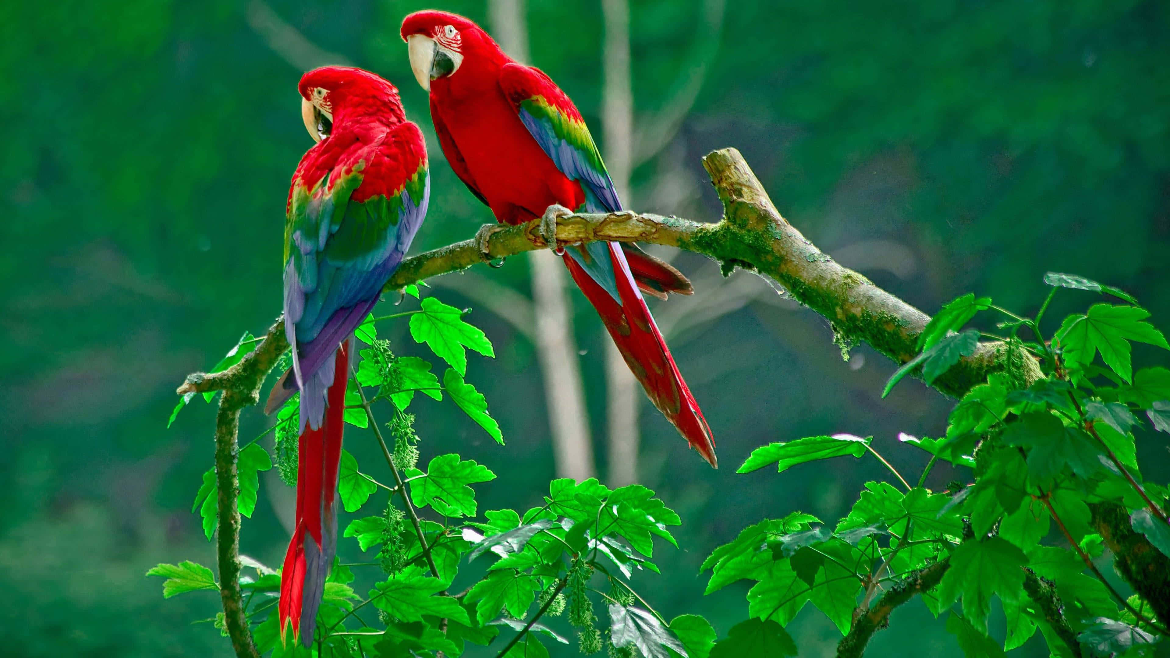 vibrant macaws, mossy branch, lush green foliage, 4K Desktop Wallpaper