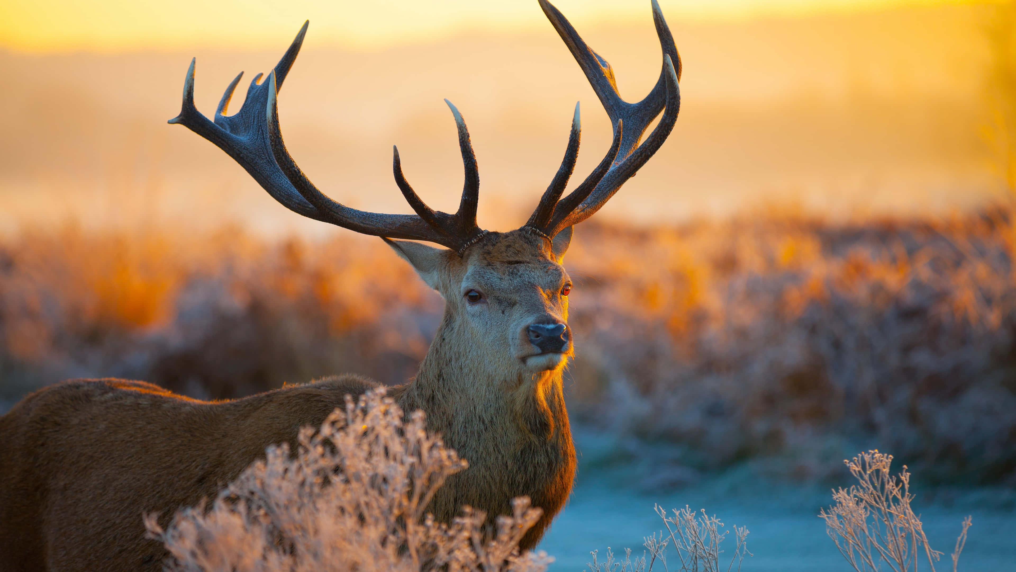 majestic red deer stag, large antlers, frosty field, 4K Desktop Wallpaper