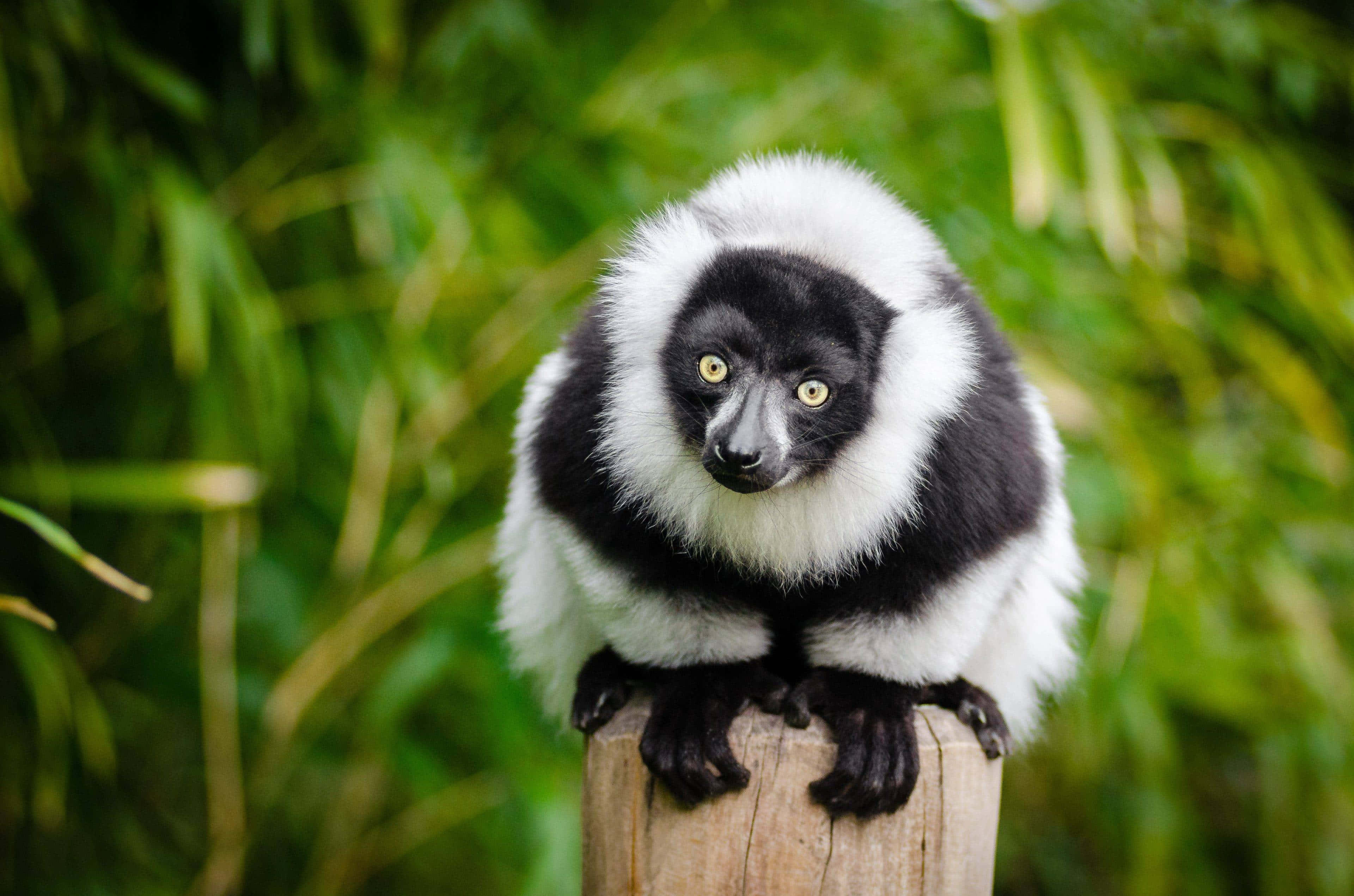 black and white ruffed lemur, bright yellow eyes, wooden post, 4K Desktop Wallpaper