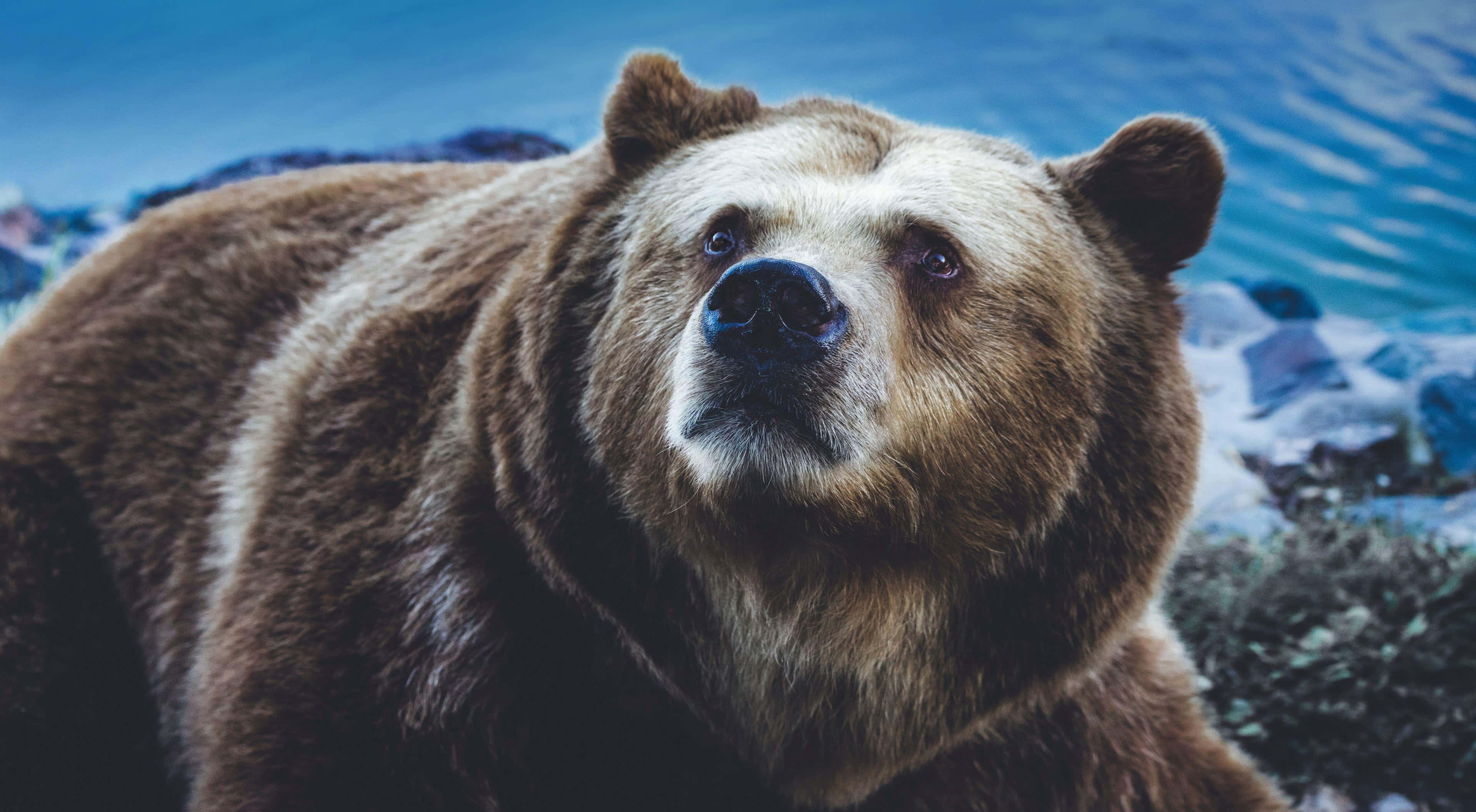 brown bear, white muzzle, blue water body, 4K Desktop Wallpaper