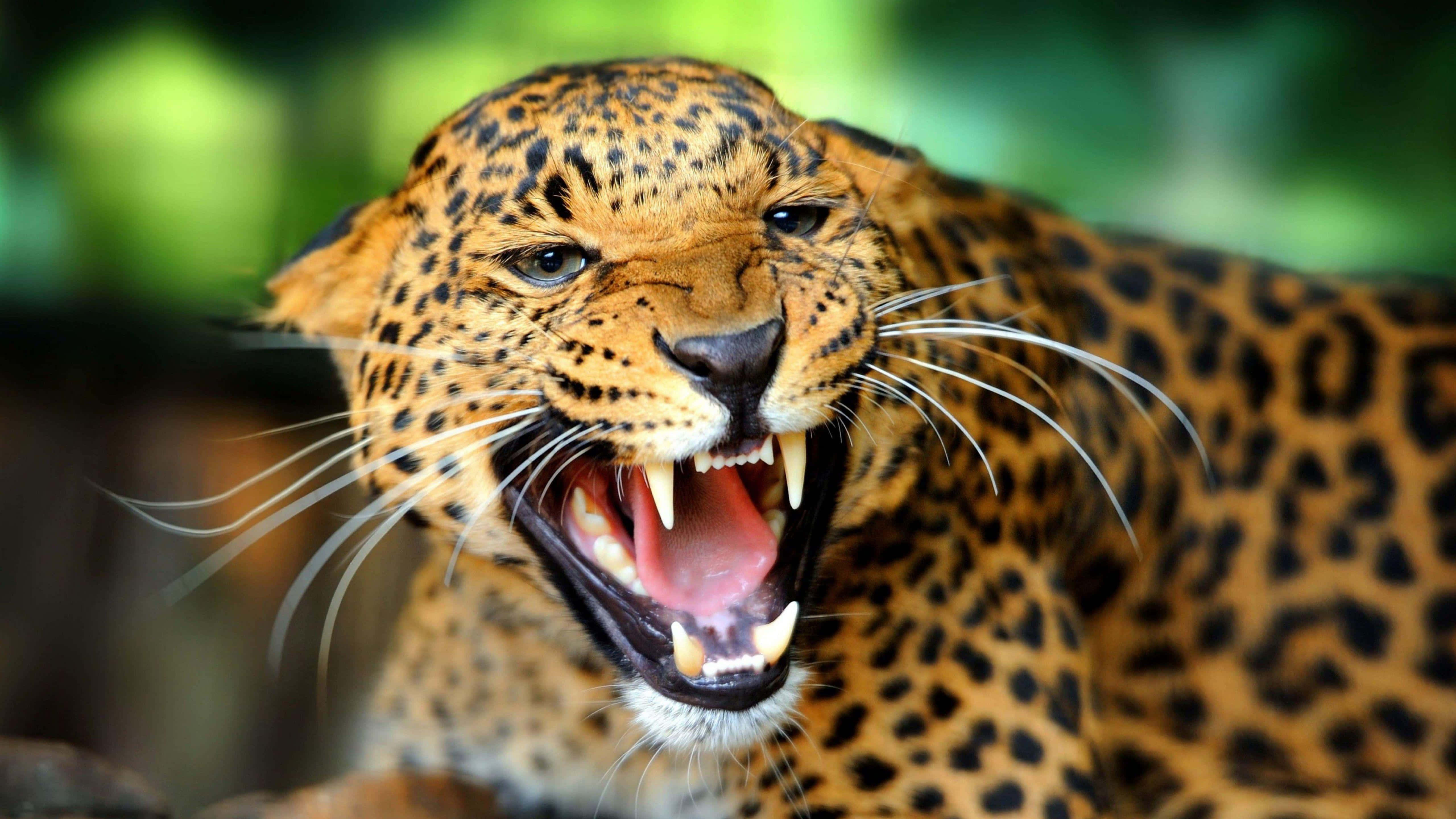 fierce leopard, bared teeth, blurred green forest backdrop, 5K Desktop Wallpaper
