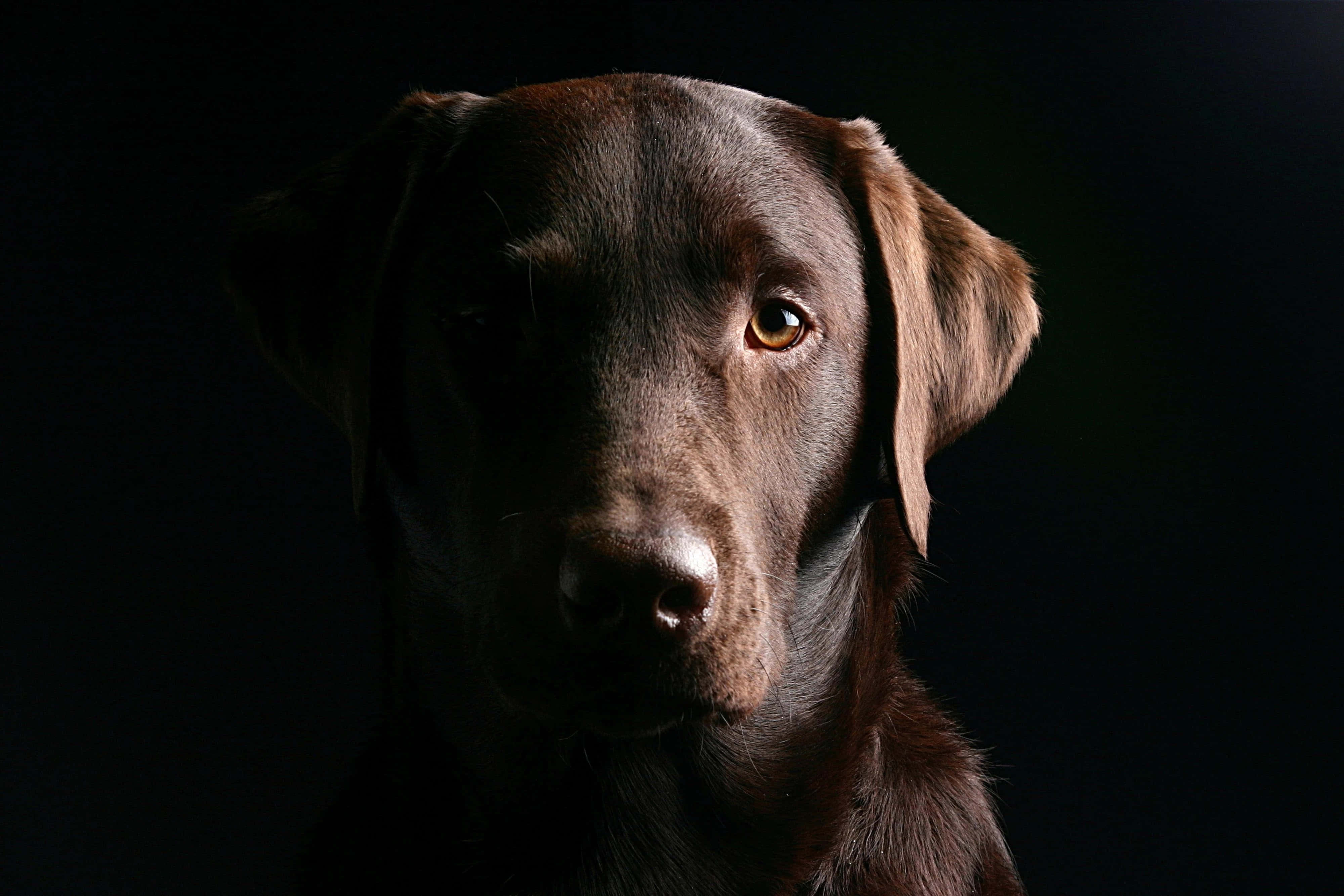 chocolate Labrador Retriever, warm amber eyes, stark black background, 4K Desktop Wallpaper