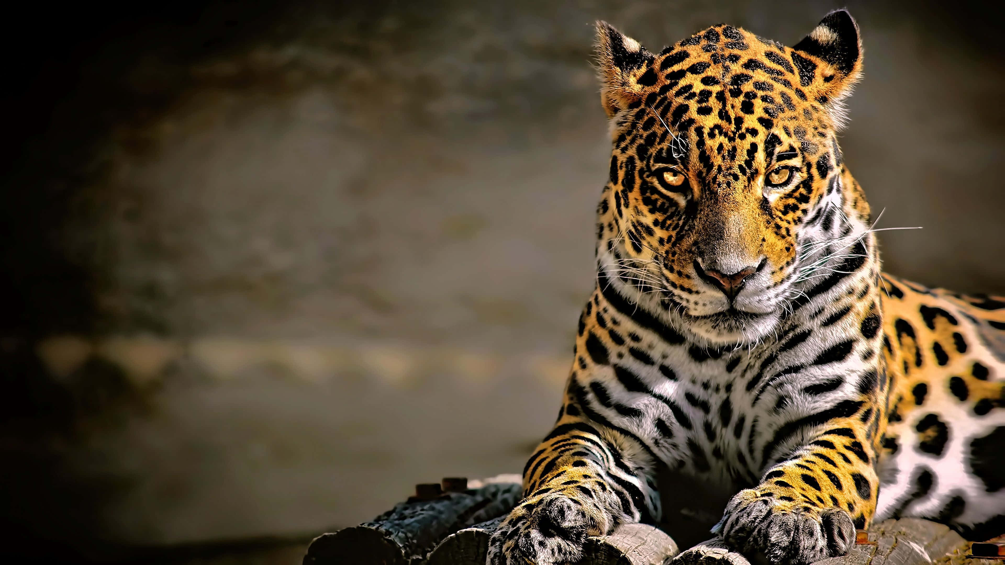 majestic jaguar, golden eyes, spotted coat, 4K Desktop Wallpaper