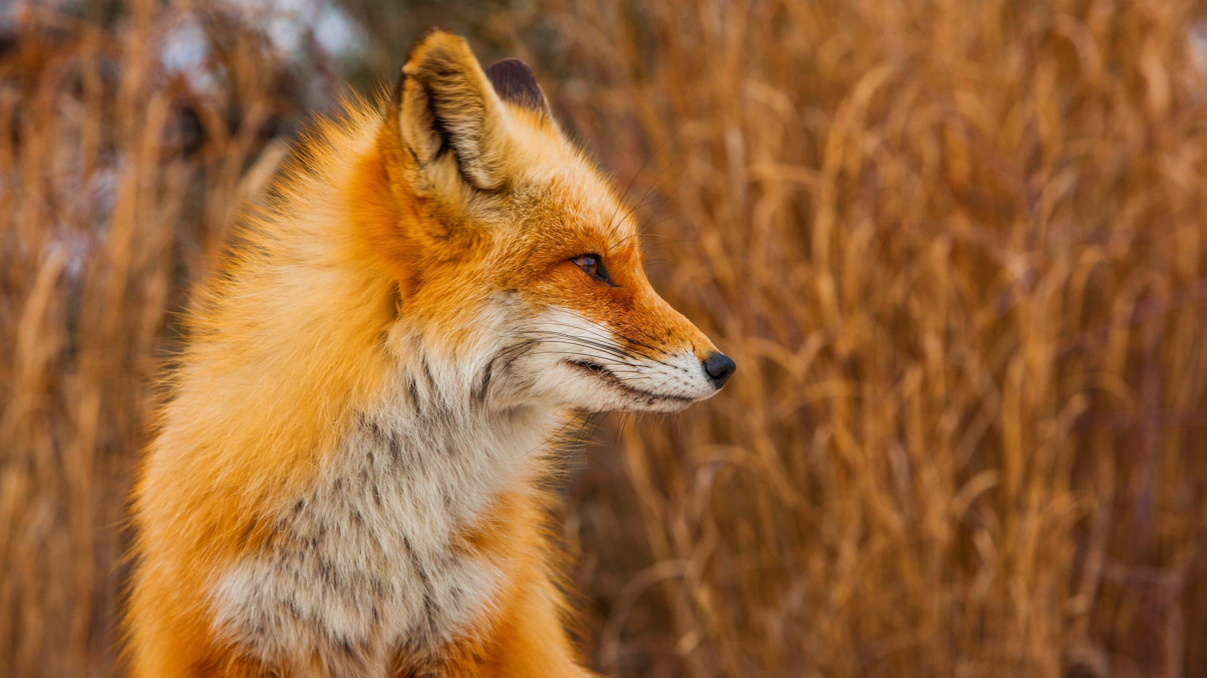 red fox, autumn backdrop, golden-brown reeds, 4K Desktop Wallpaper