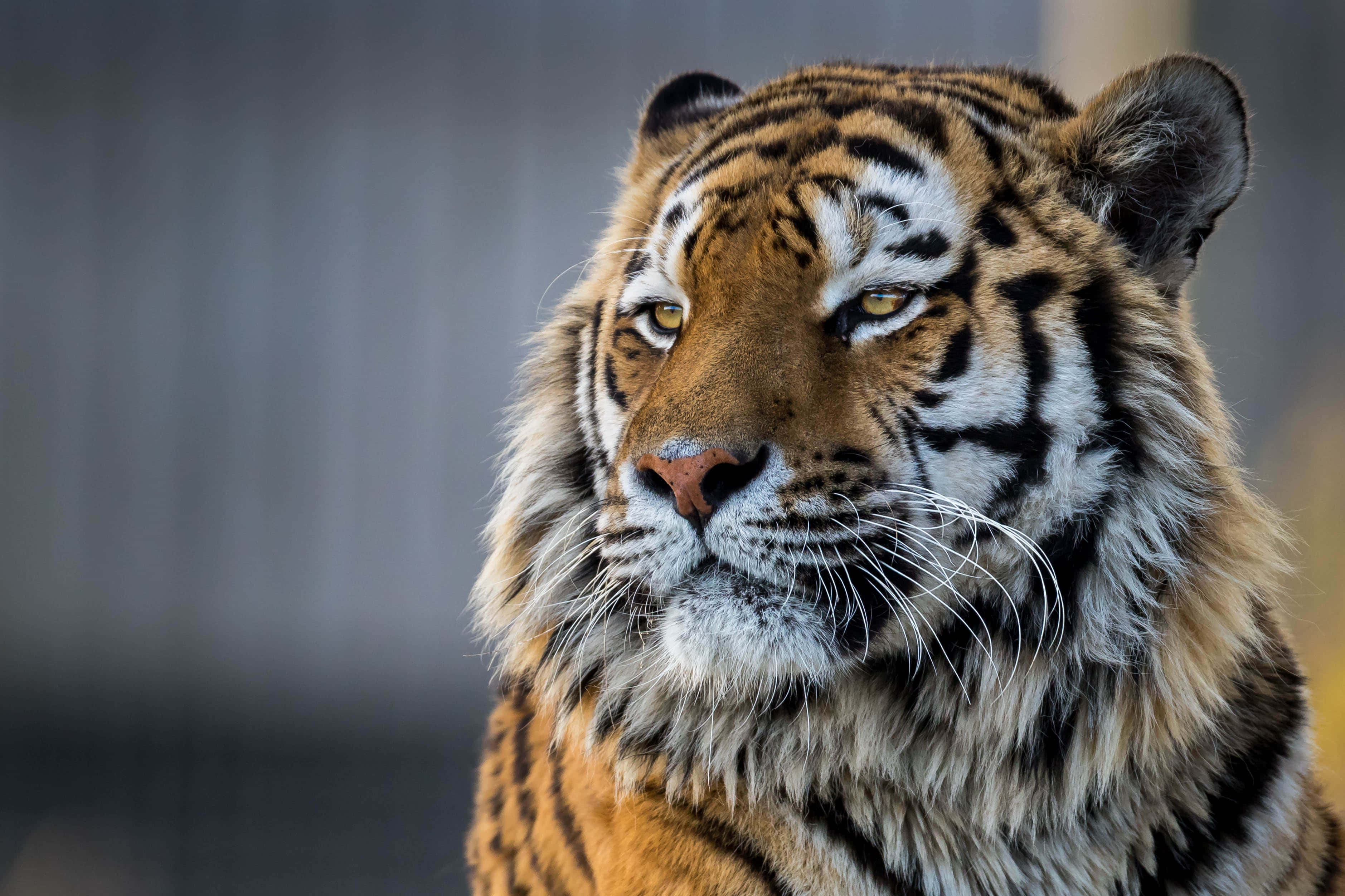 majestic tiger, golden eyes, orange black stripes, 2K Desktop Wallpaper