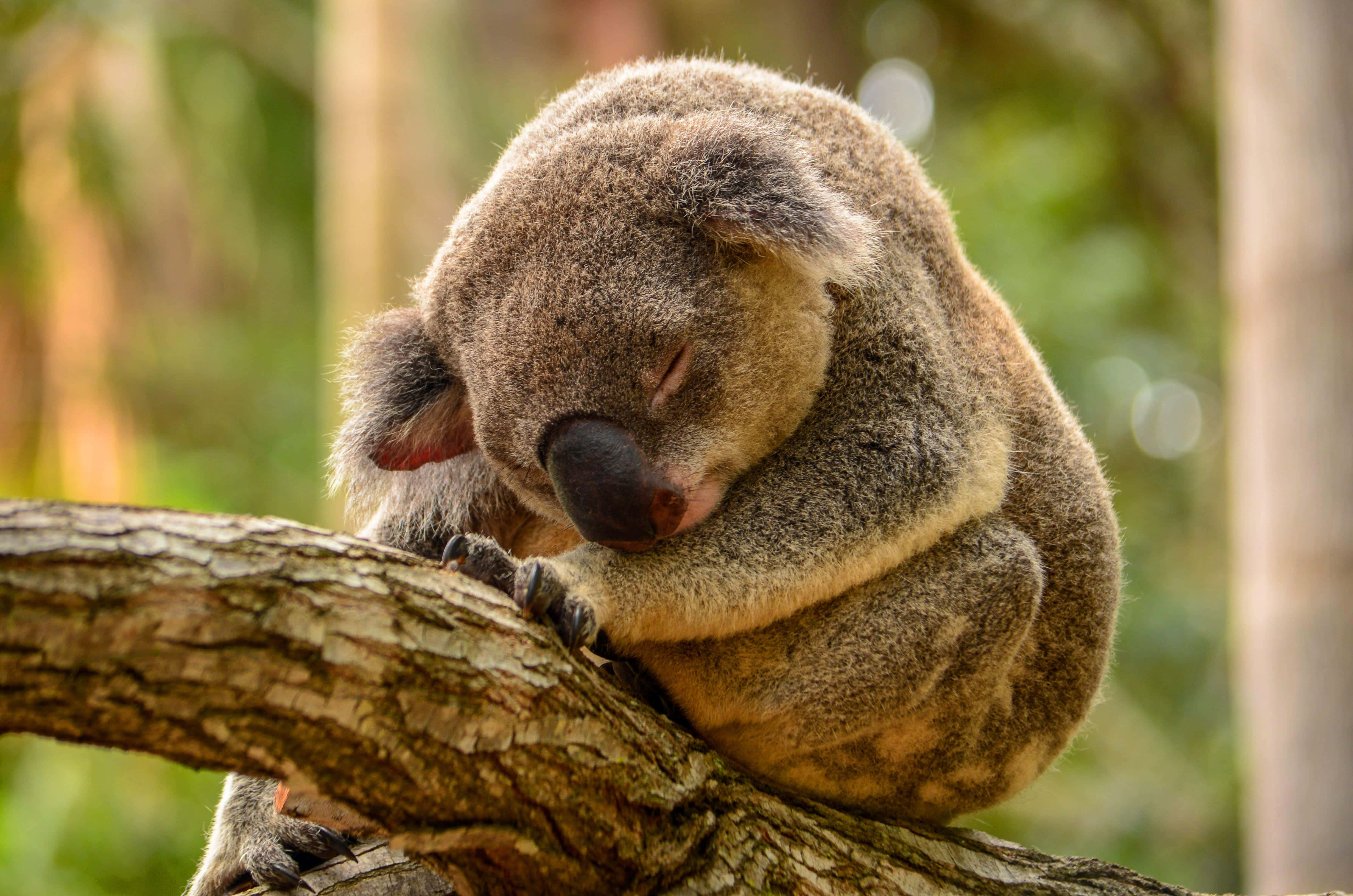 sleeping koala, tree branch, rough tree branch, 4K Desktop Wallpaper