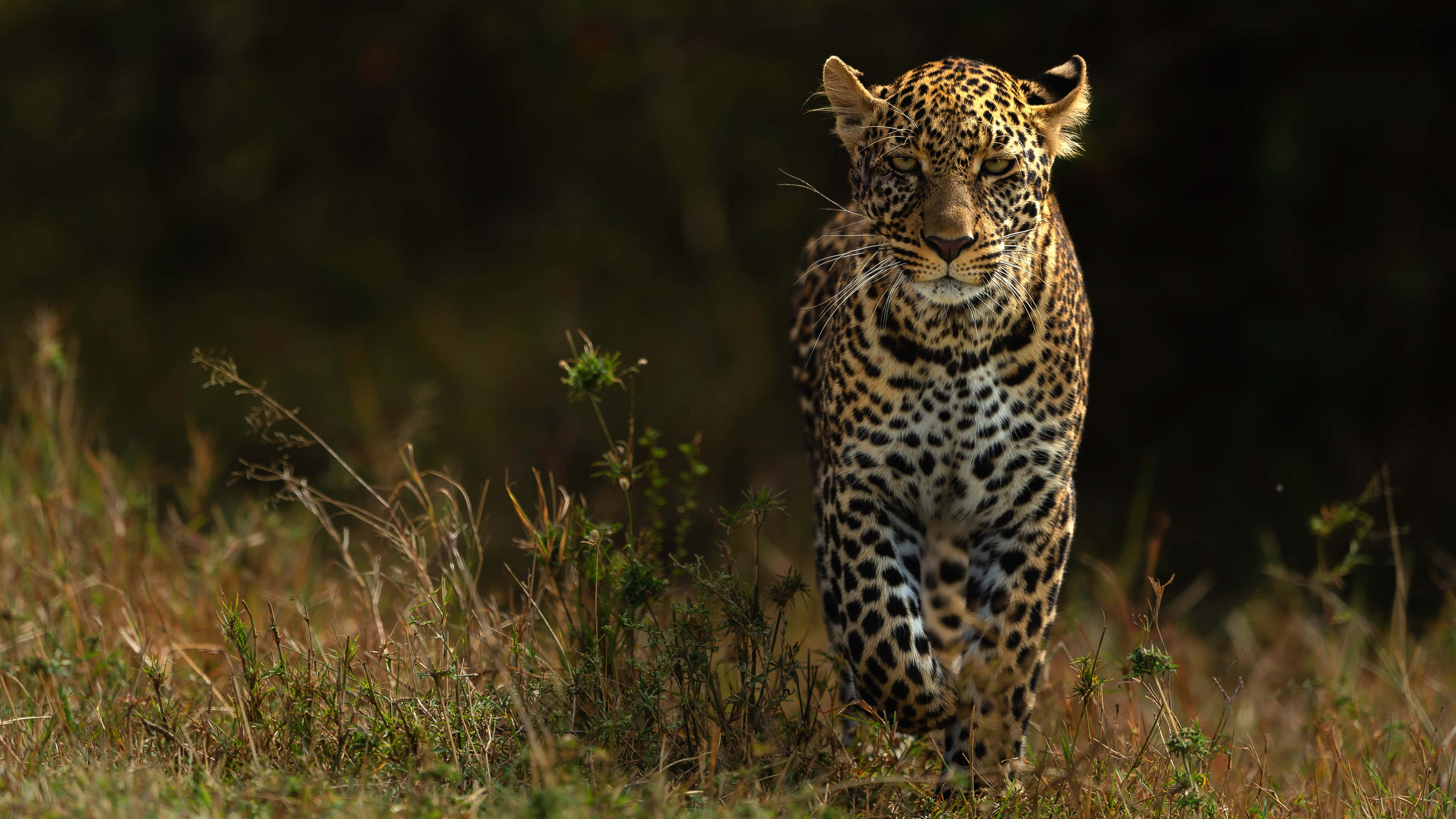 majestic leopard, golden fur, black rosettes, 4K Desktop Wallpaper