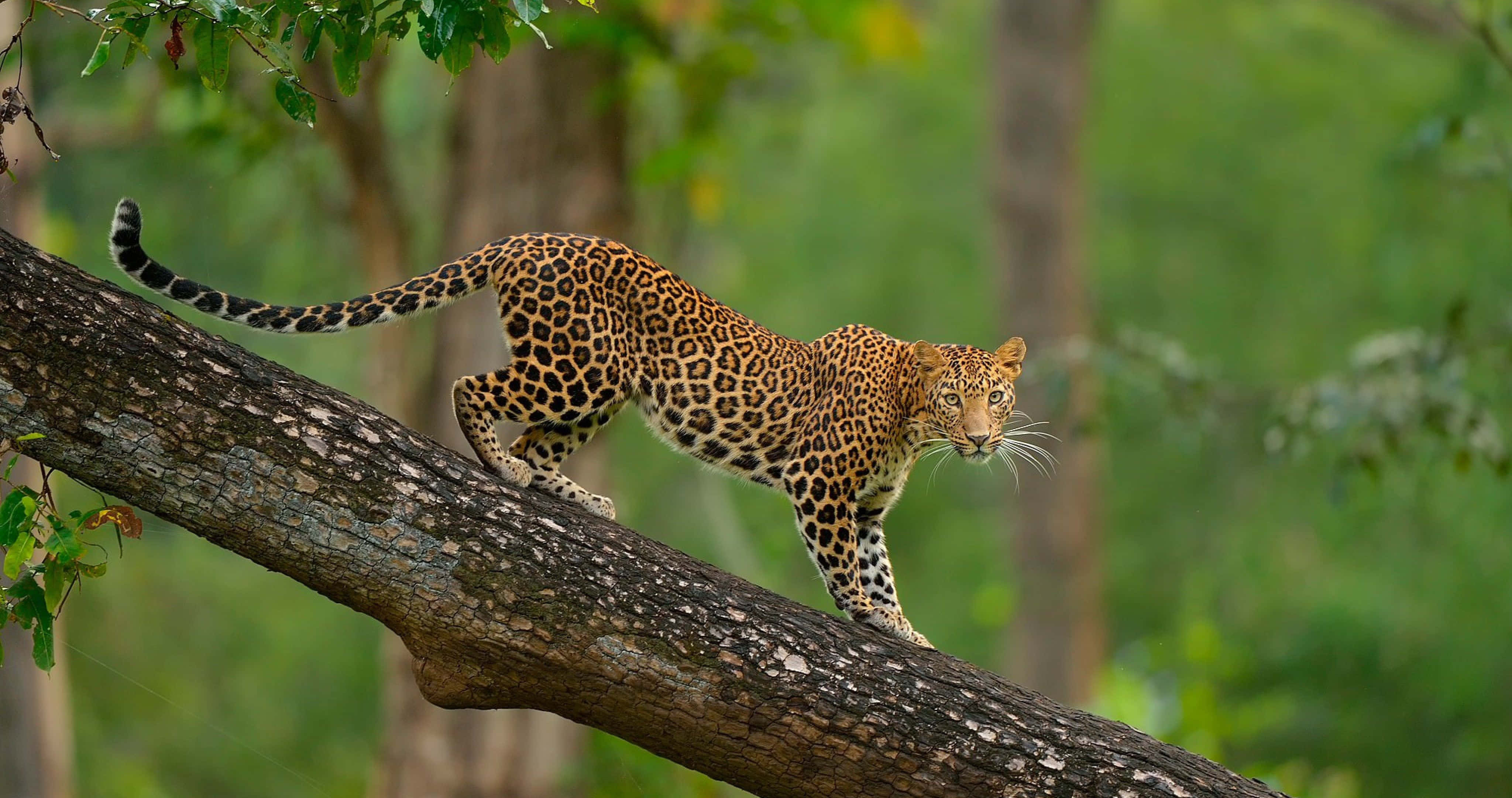leopard, golden coat, black rosettes, 4K Desktop Wallpaper