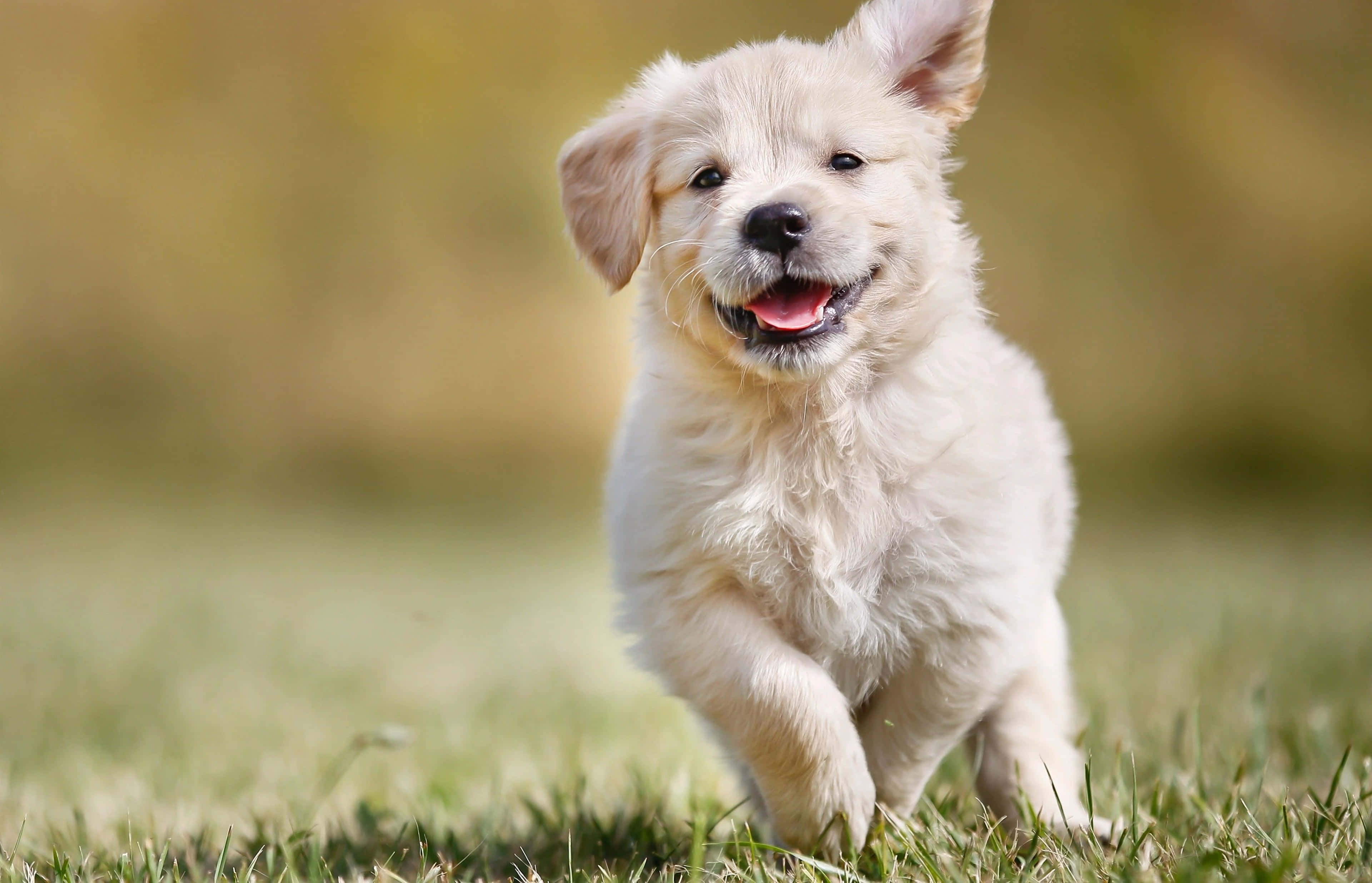 joyful puppy, fluffy white puppy, sunlit grassy field, 4K Desktop Wallpaper