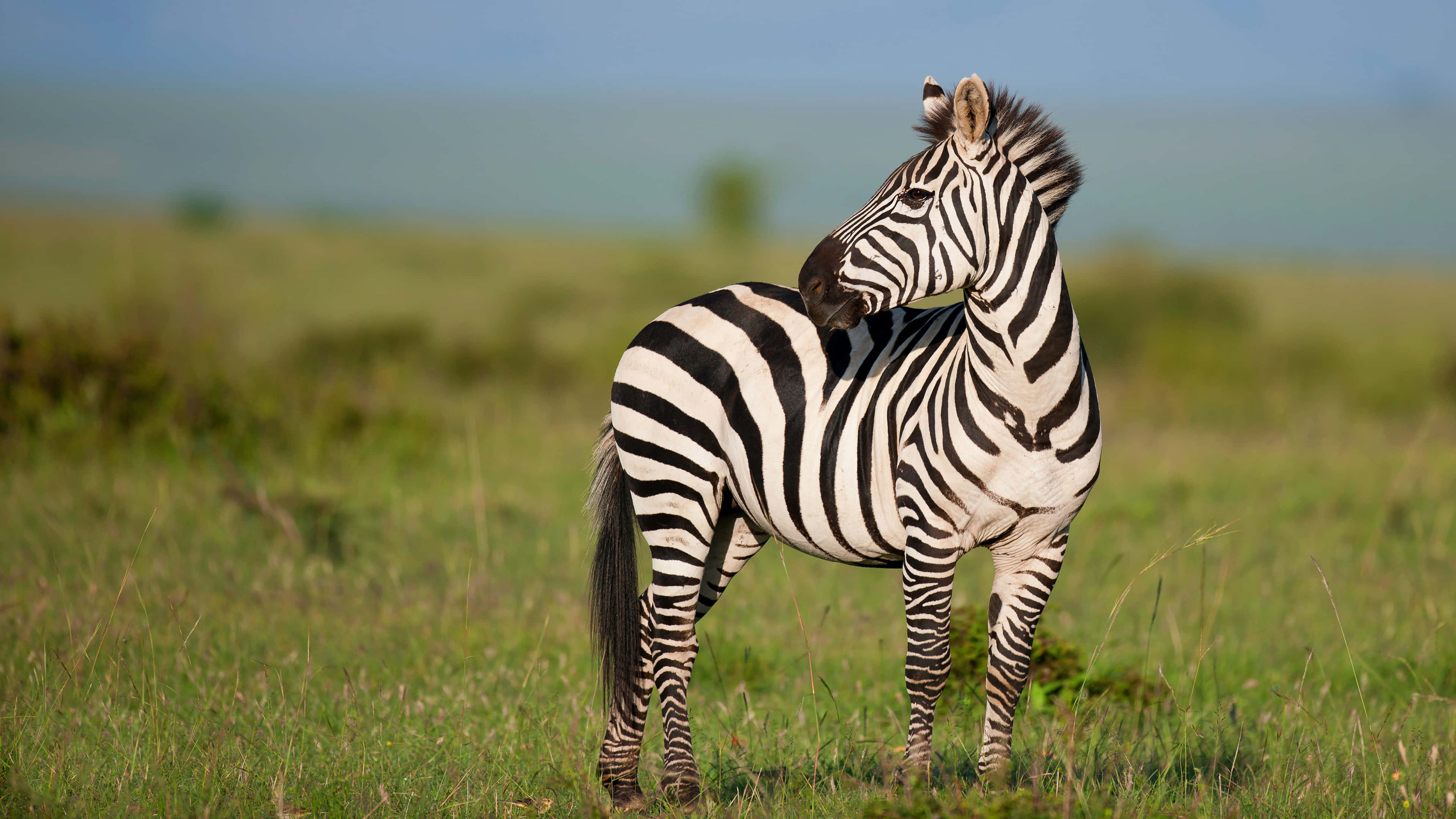 zebra, savannah, sunlit grassy savanna, 4K Desktop Wallpaper