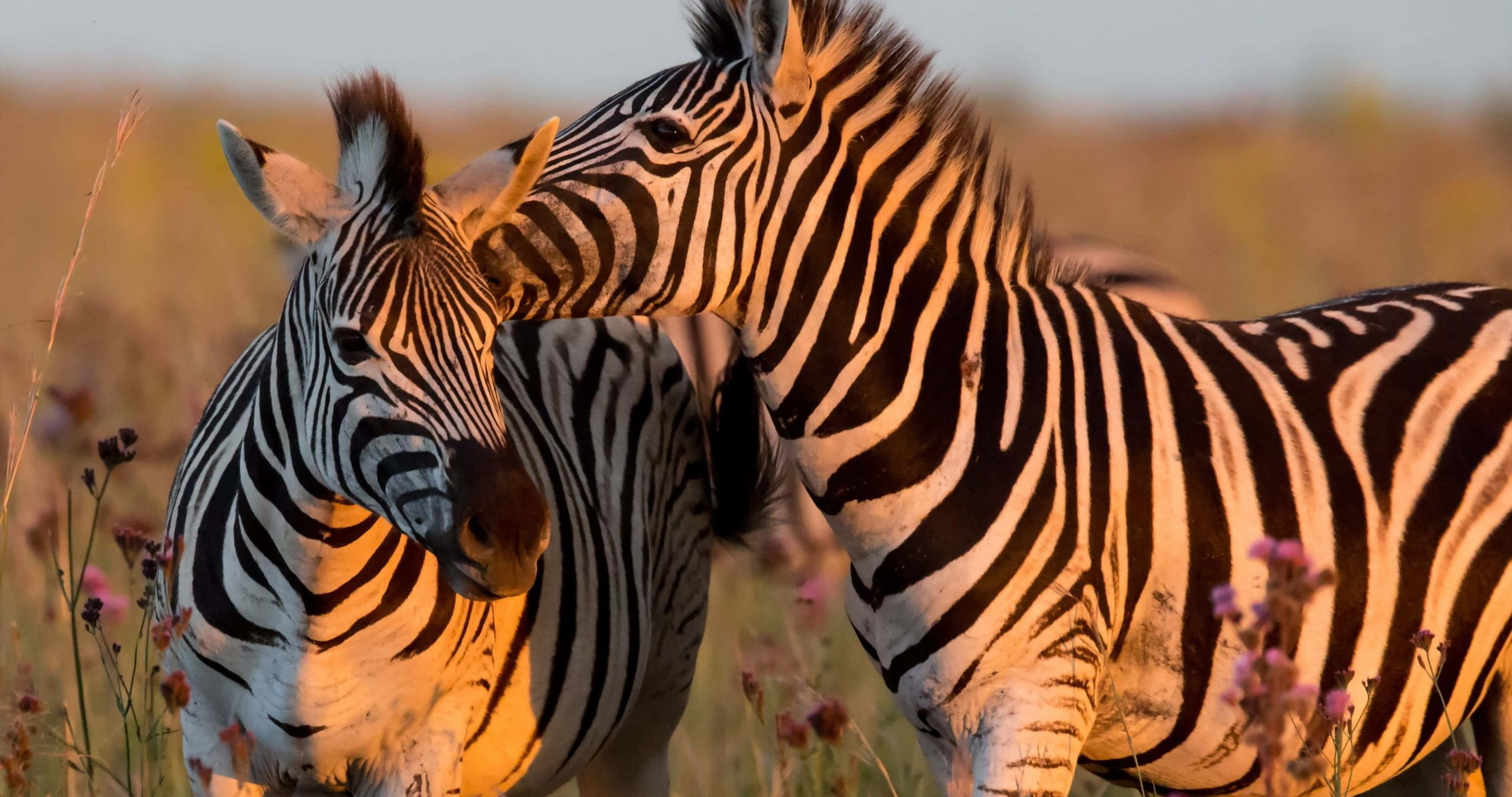 zebras, sunset, golden sunset grasslands, 4K Desktop Wallpaper
