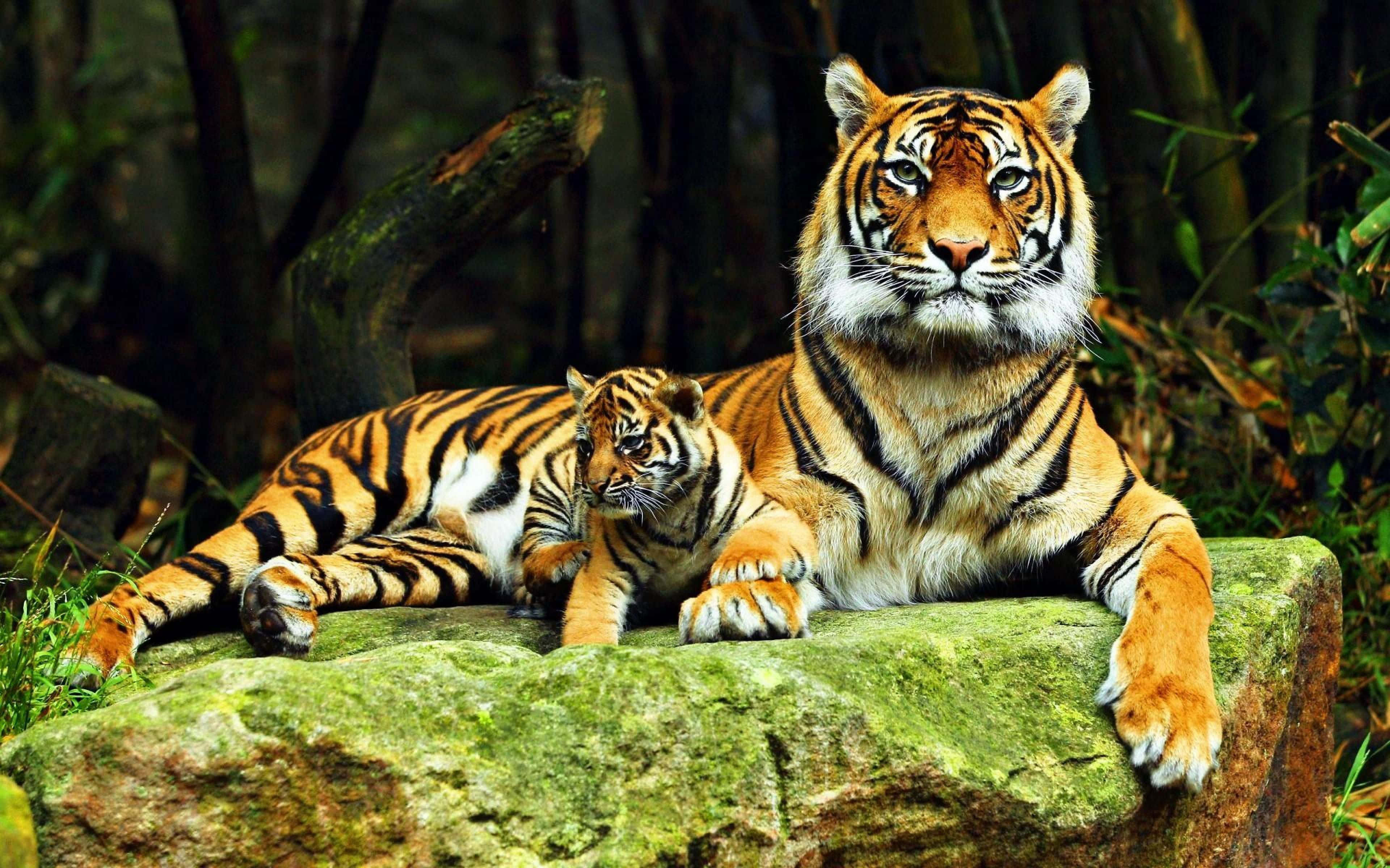 tiger, cub, mossy rock, 4K Desktop Wallpaper