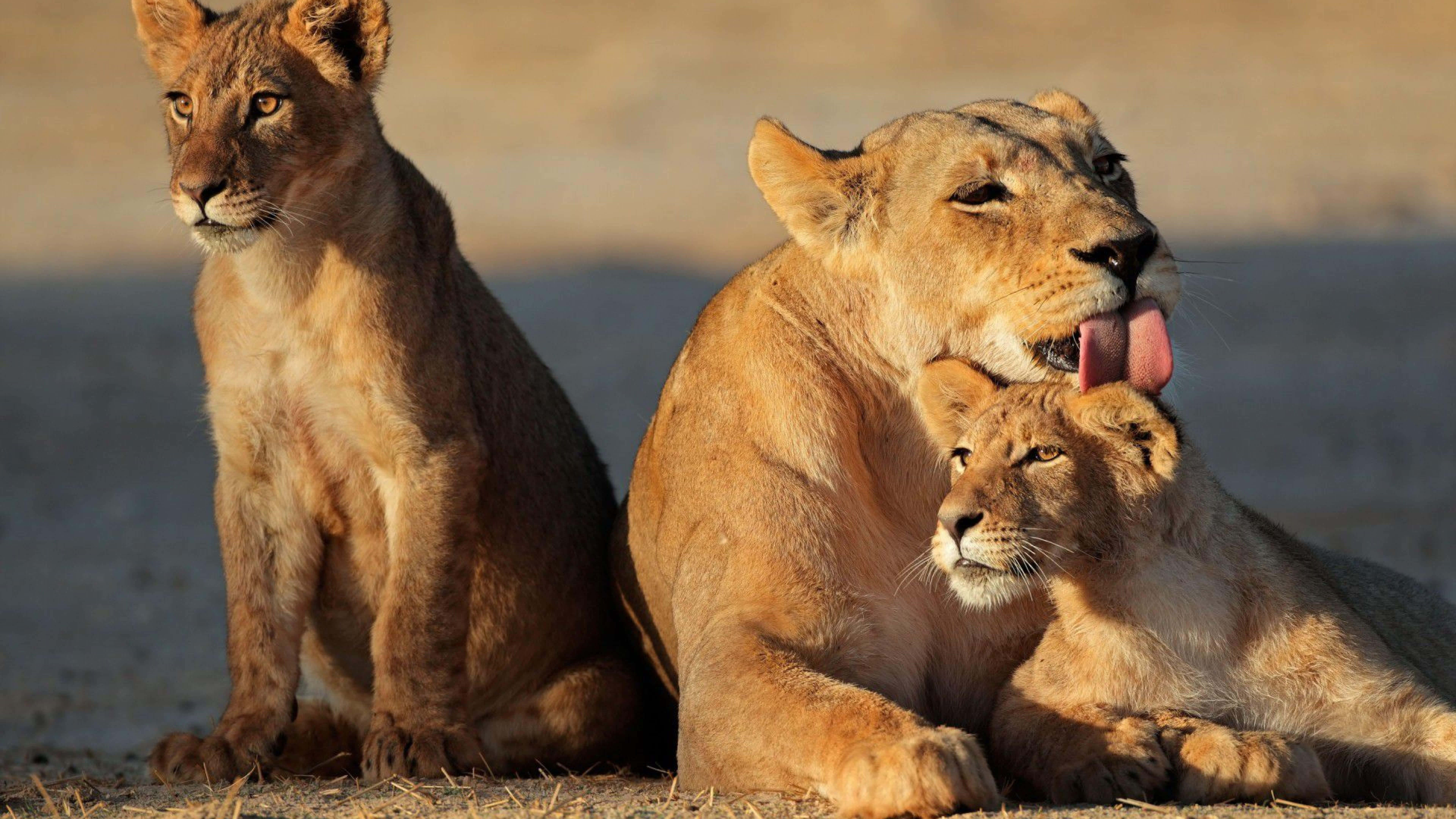lioness, cubs, golden sunlight, 8K Desktop Wallpaper