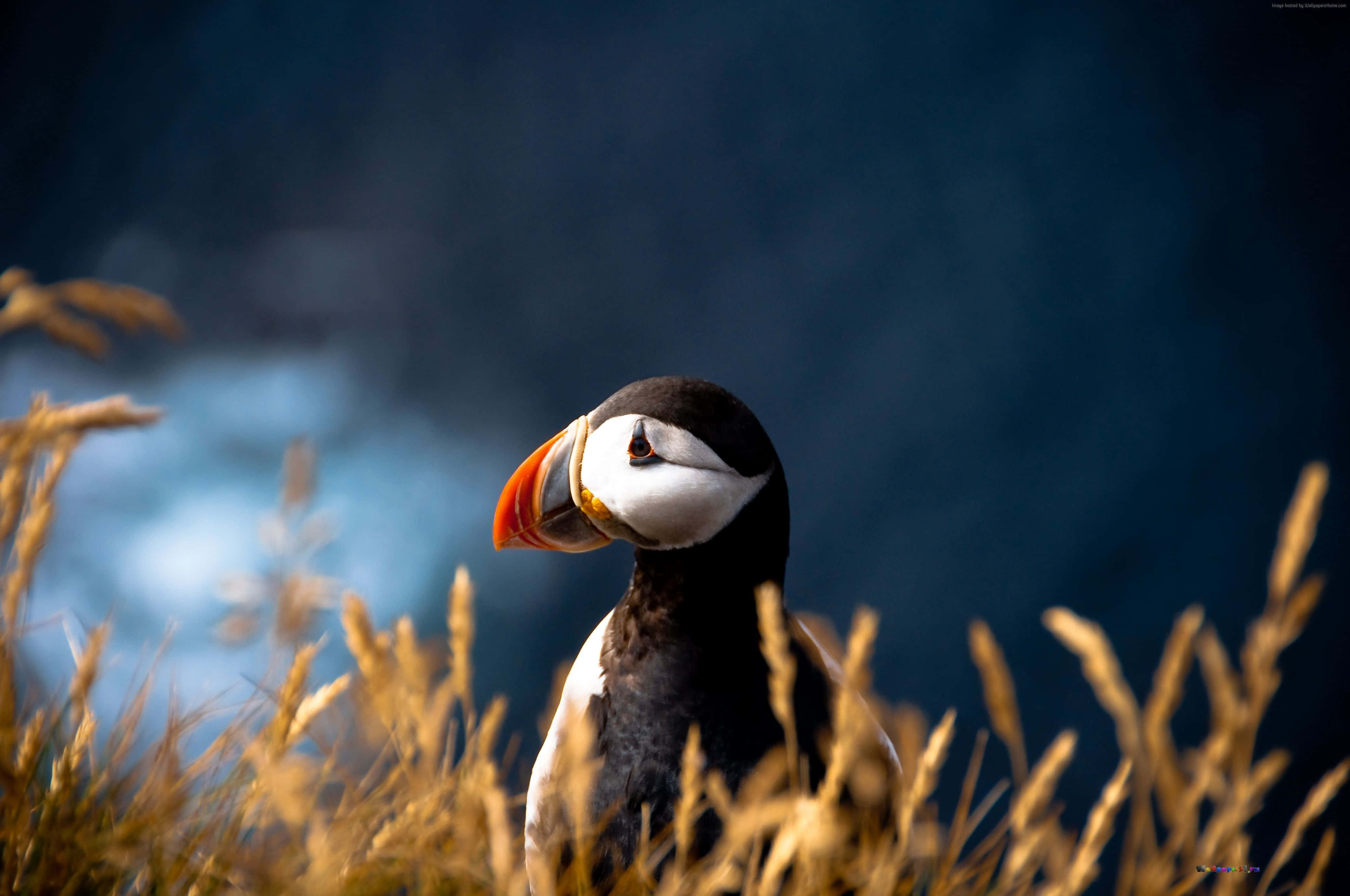 puffin, orange beak, golden grass, 4K Desktop Wallpaper