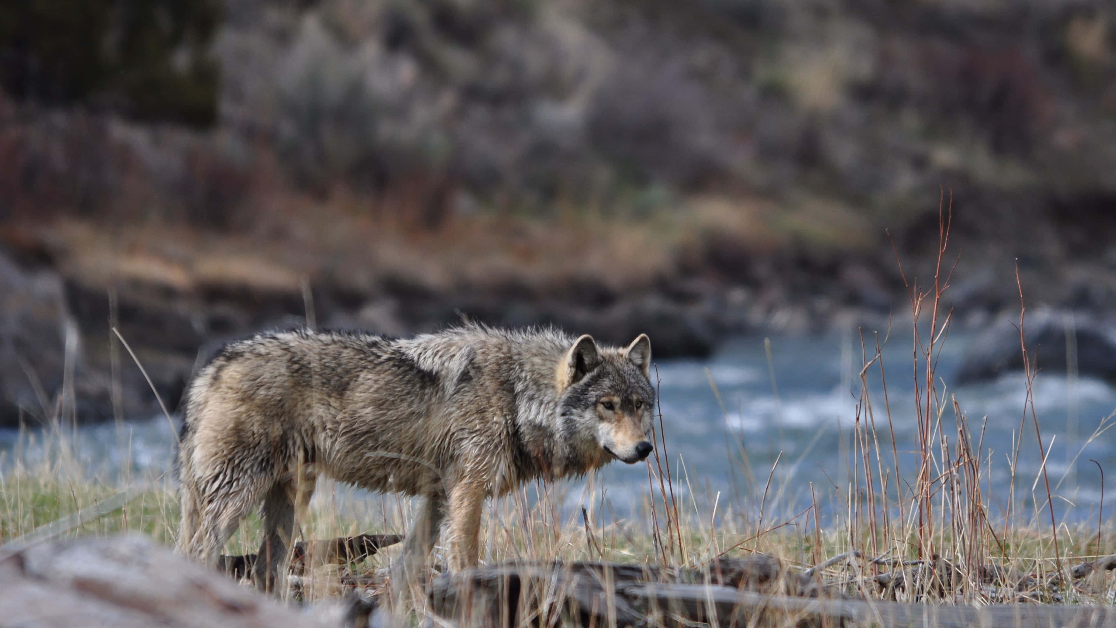 gray wolf, riverside, rushing river, 4K Desktop Wallpaper