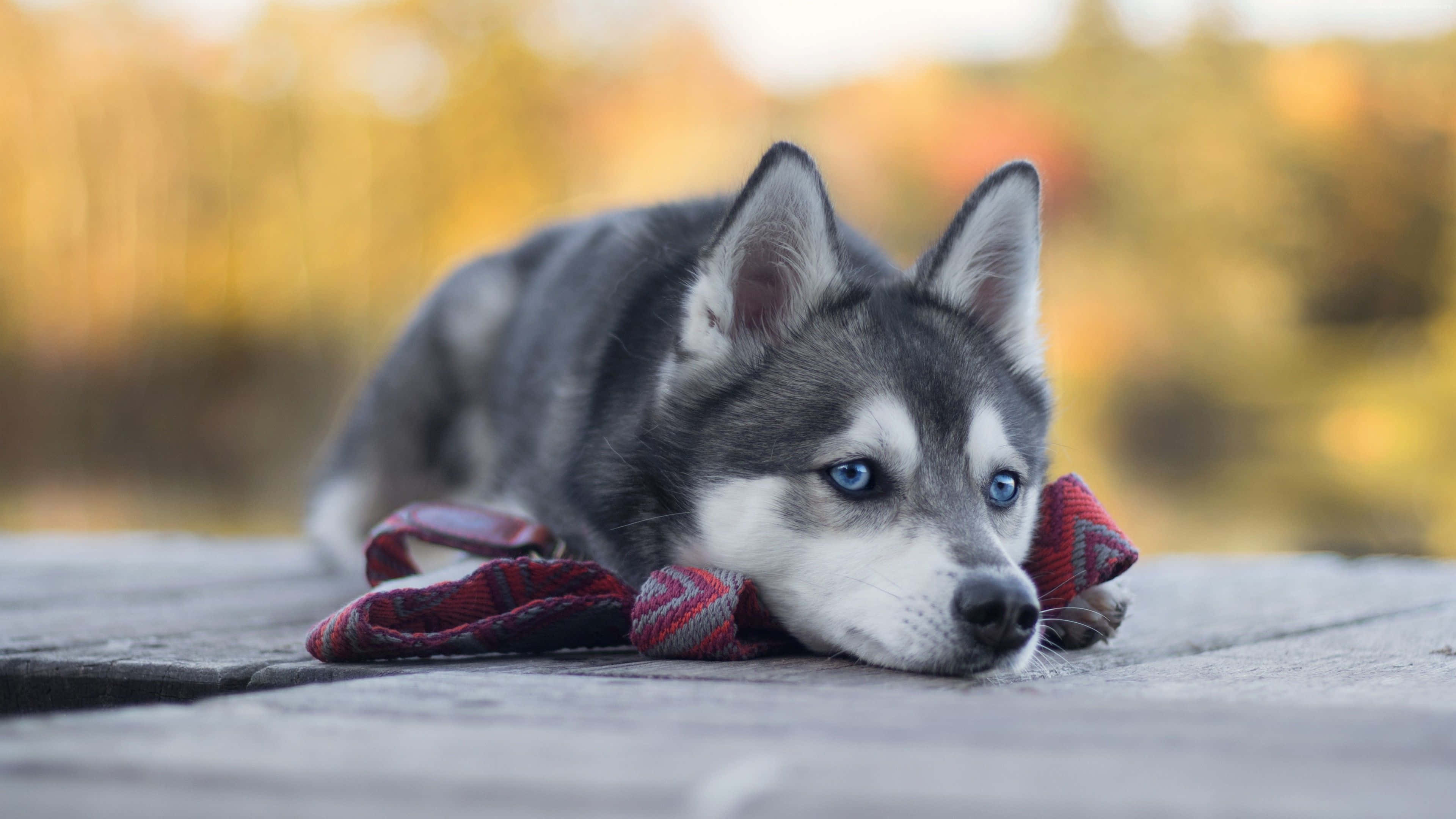 husky puppy, blue eyes, red plaid leash, 4K Desktop Wallpaper