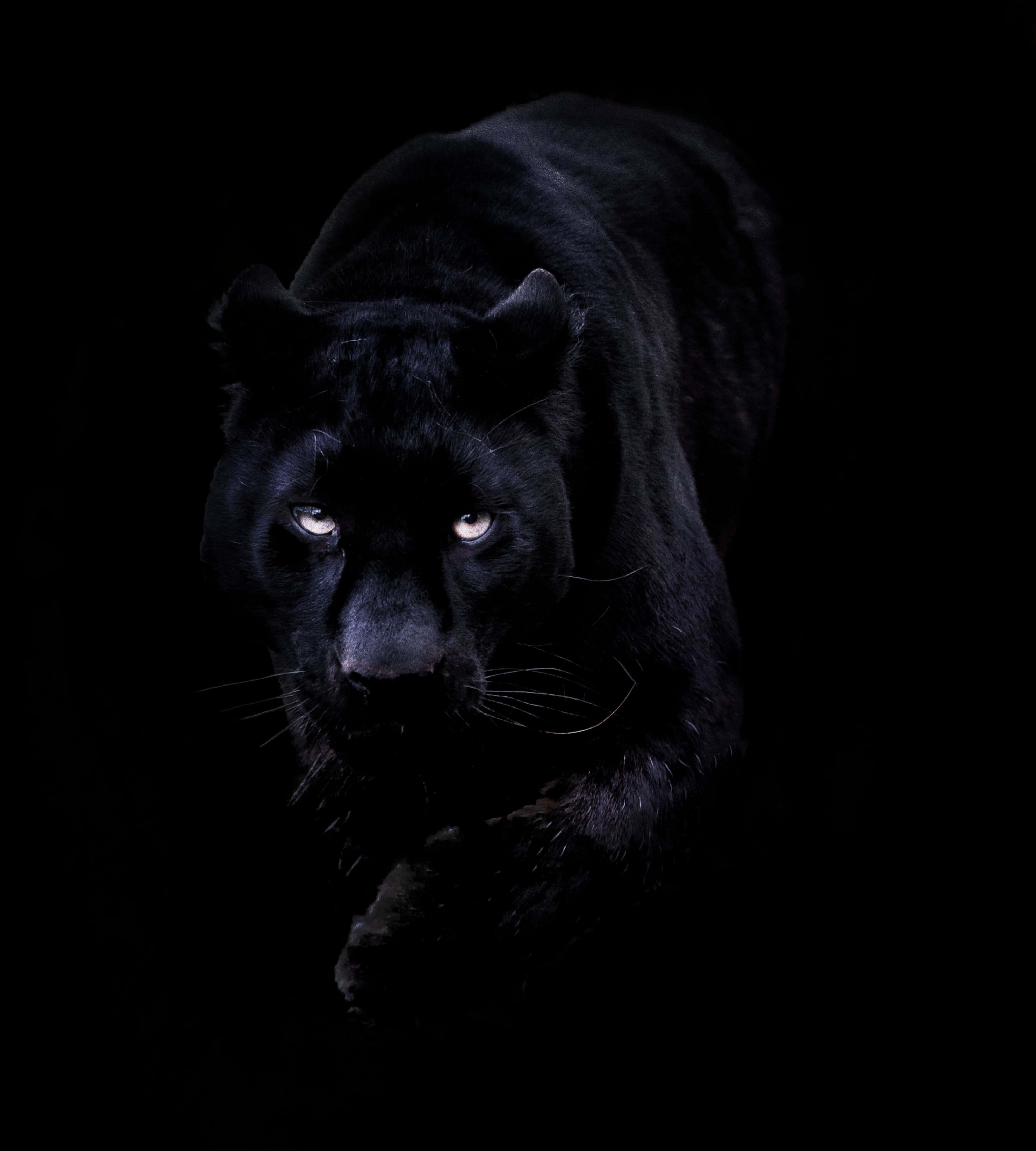 black panther, glowing eyes, pitch-black background, 4K Phone Wallpaper