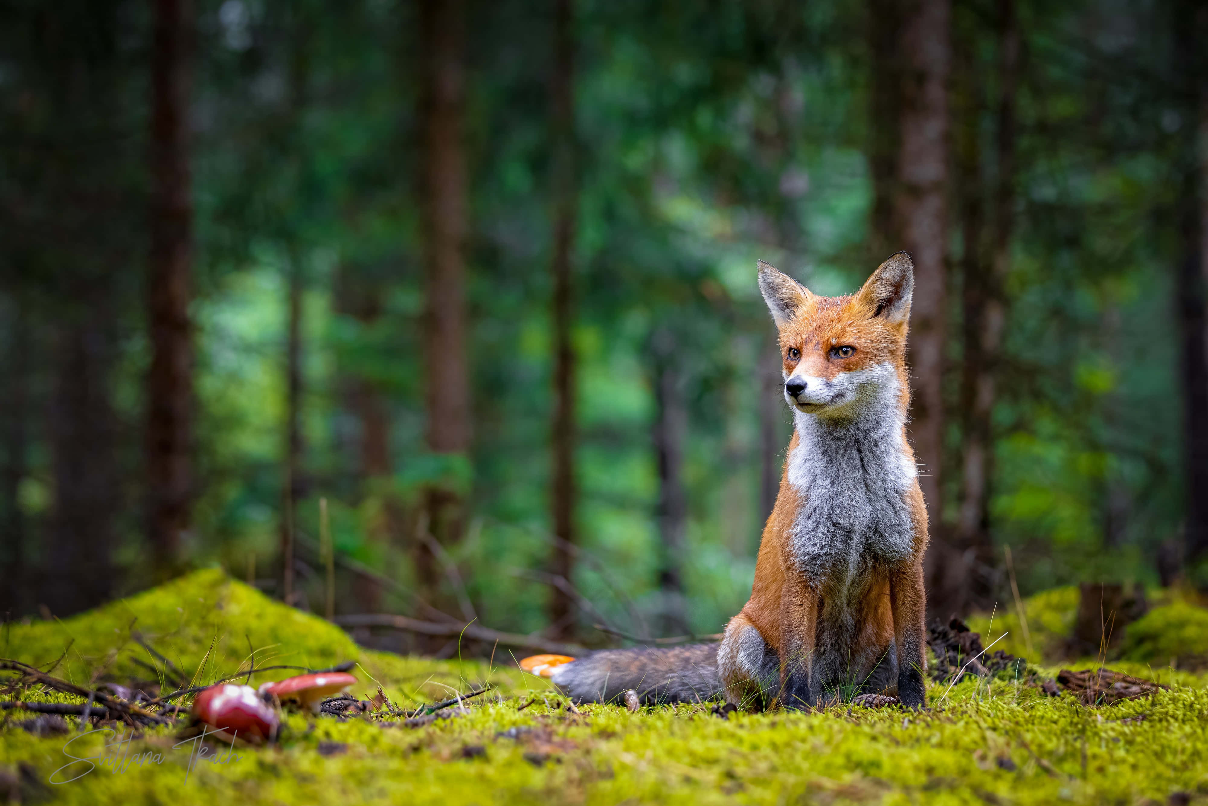 red fox, vibrant green moss, sun-dappled forest, 4K Desktop Wallpaper