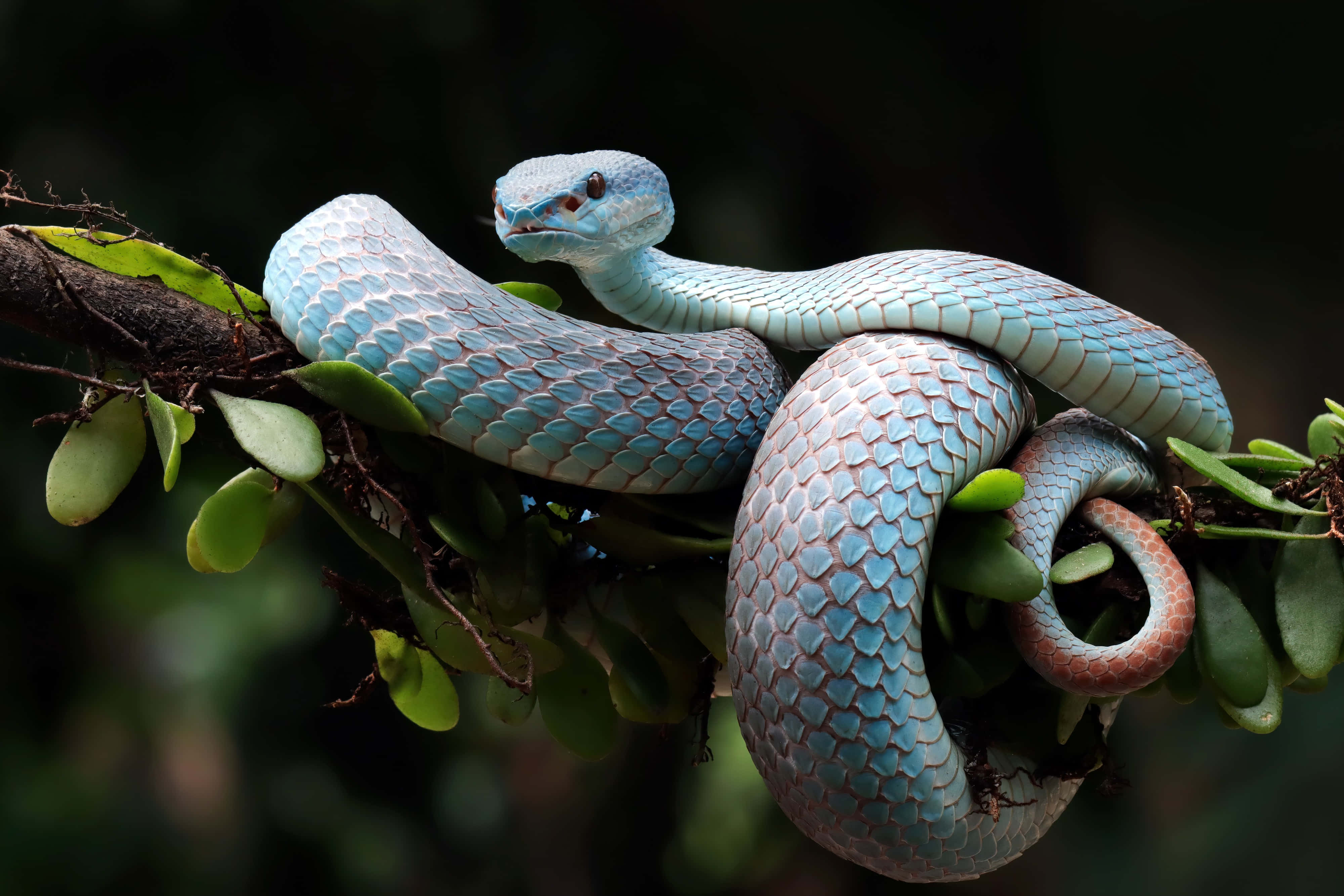 blue viperon branch, blue pit viper, mossy branch, 4K Desktop Wallpaper