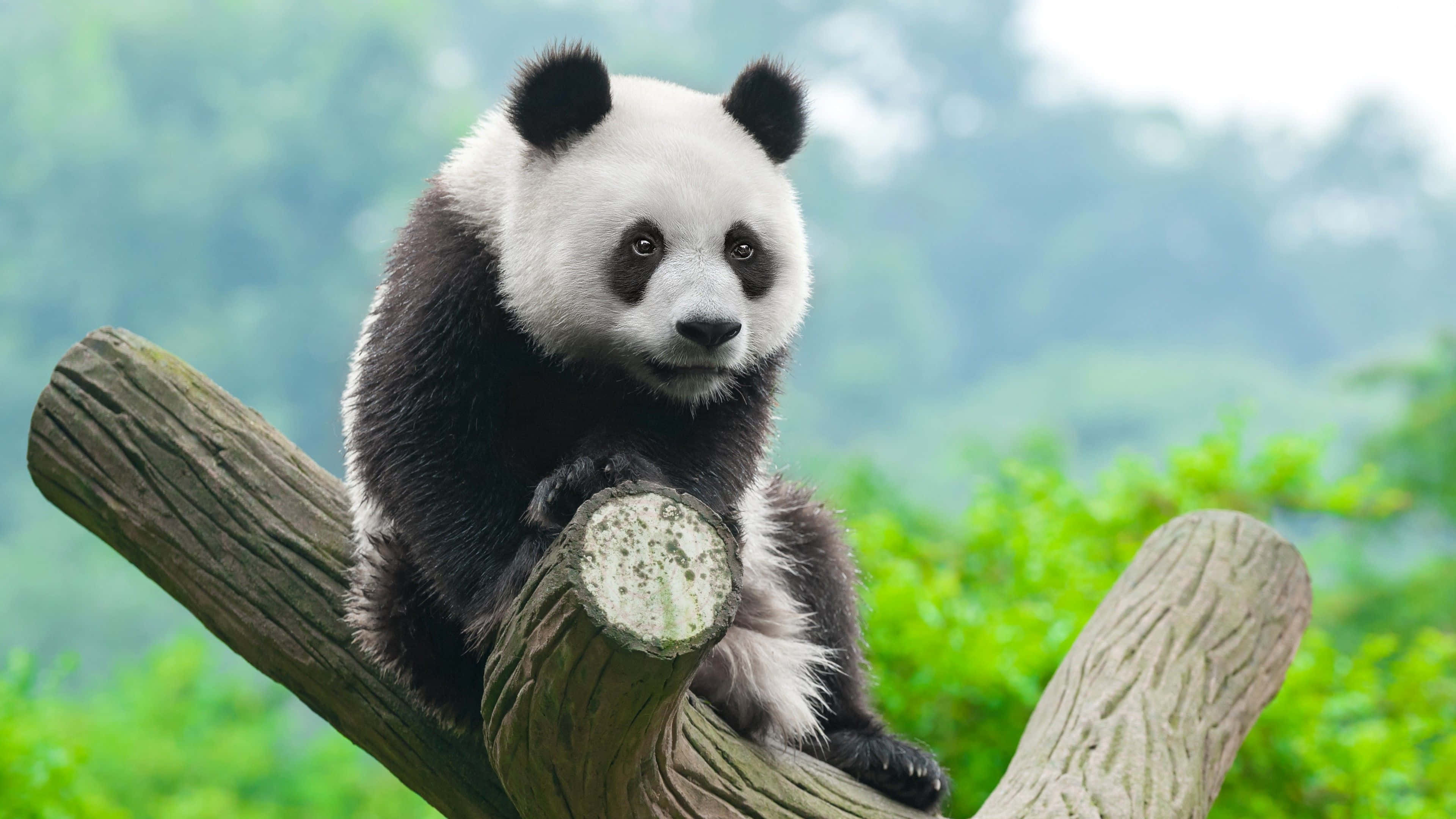 panda, tree branch, lush green forest, 4K Desktop Wallpaper