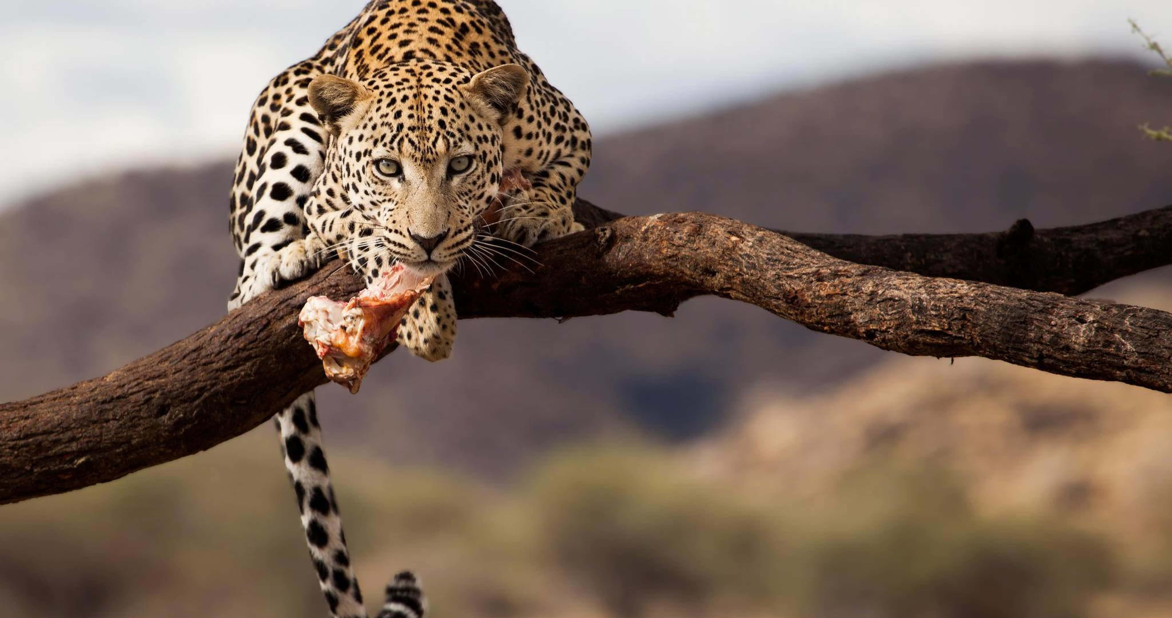leopard, spotted fur, raw meat, 4K Desktop Wallpaper