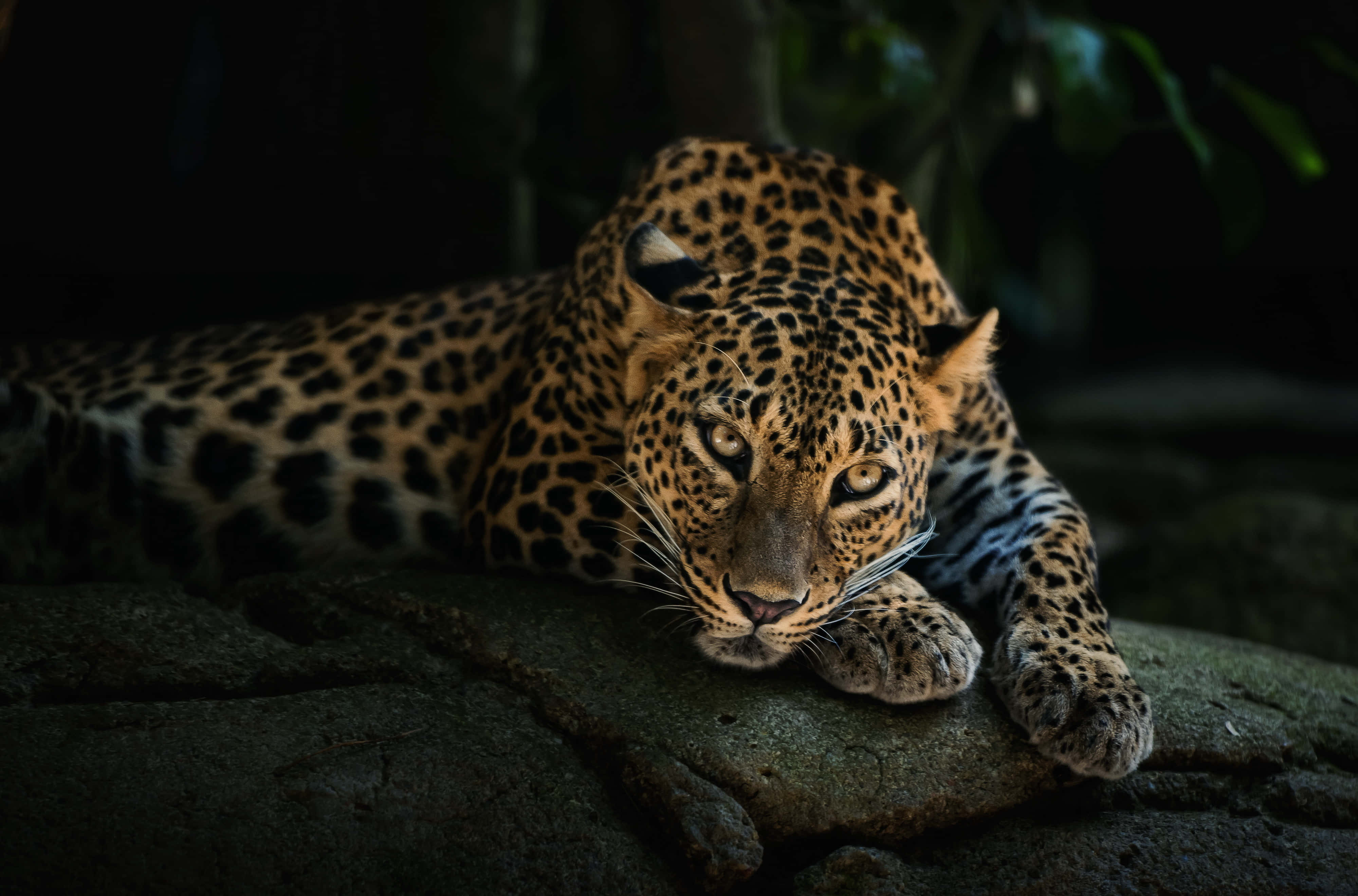 leopard, mossy rock, golden eyes, 4K Desktop Wallpaper