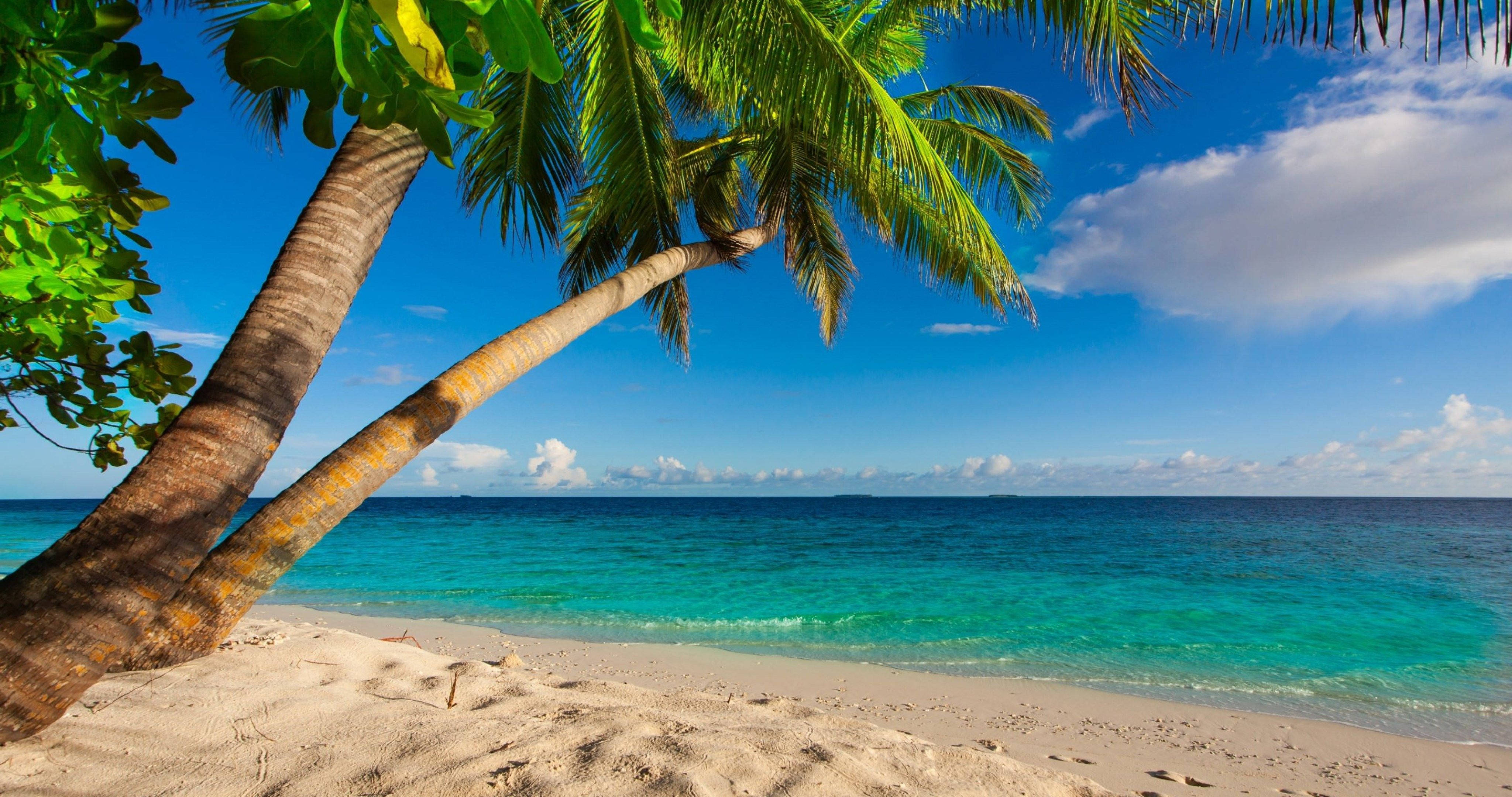4K Beach, palm tree, turquoise waters, 4K Desktop Wallpaper
