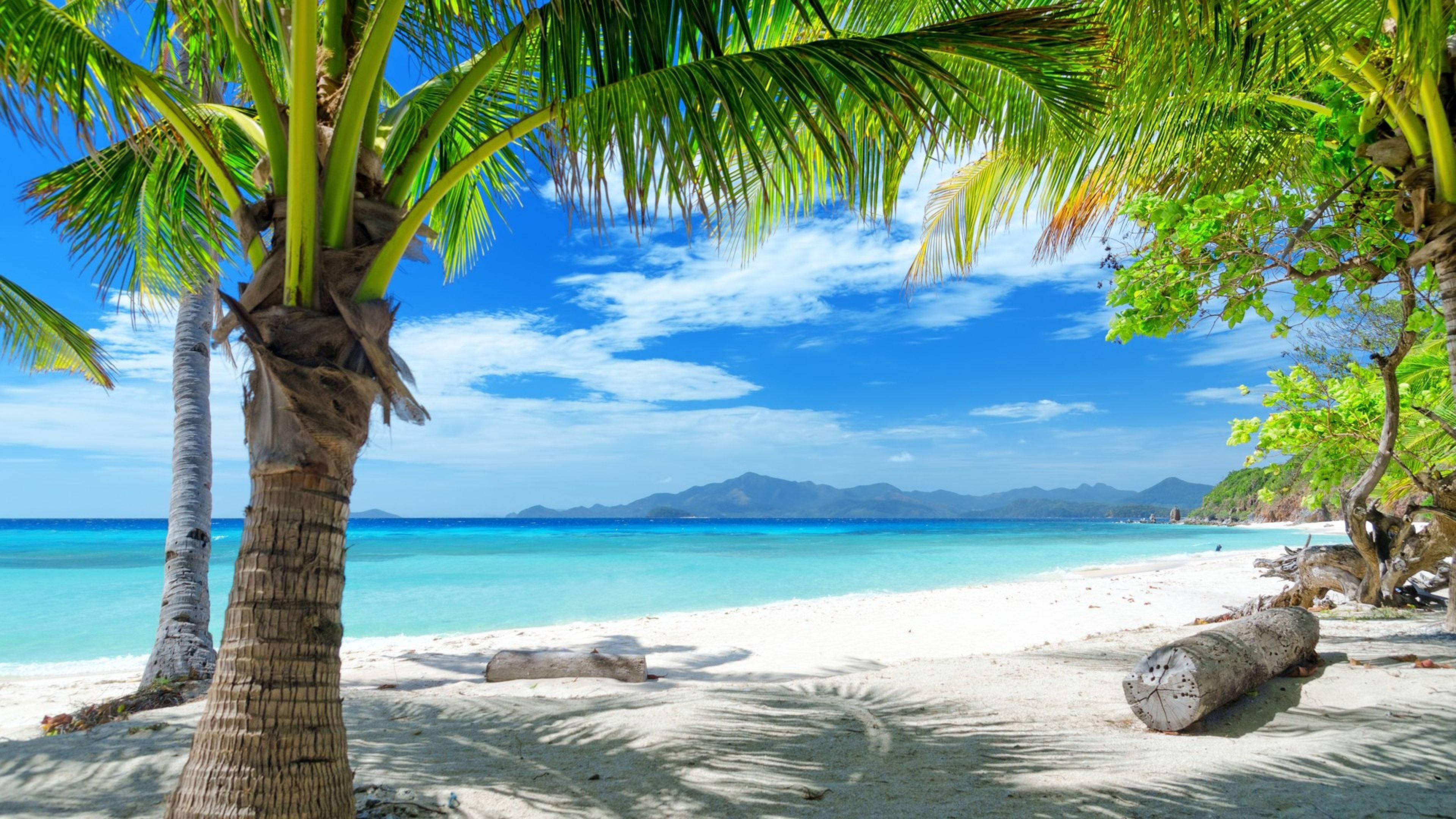 4K Beach, tropical beach, palm trees, 4K Desktop Wallpaper