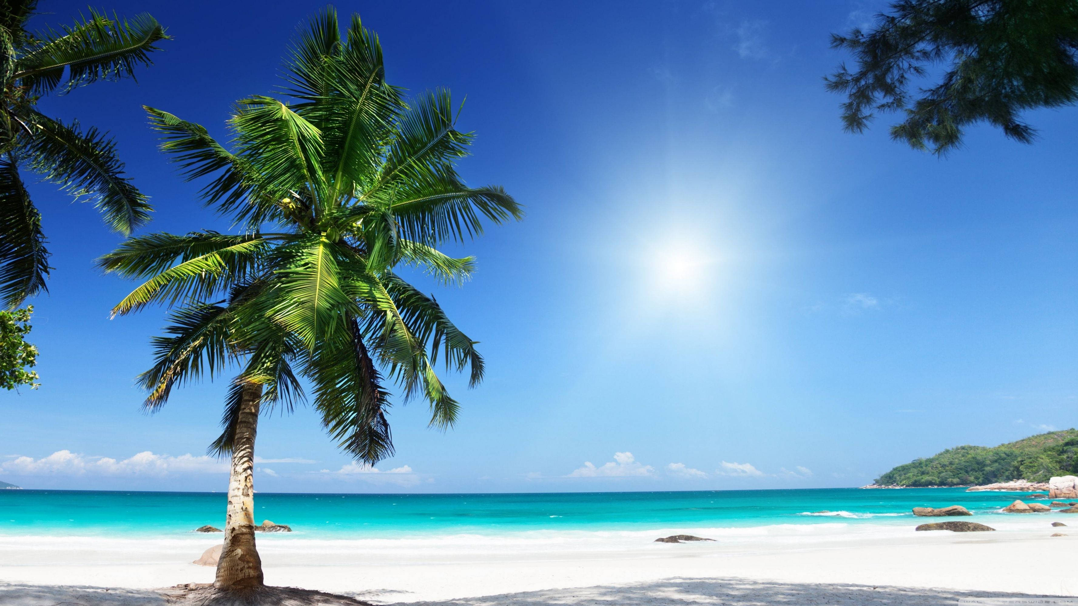 4K Beach Scenery, palm tree, white sand beach, 2K Desktop Wallpaper