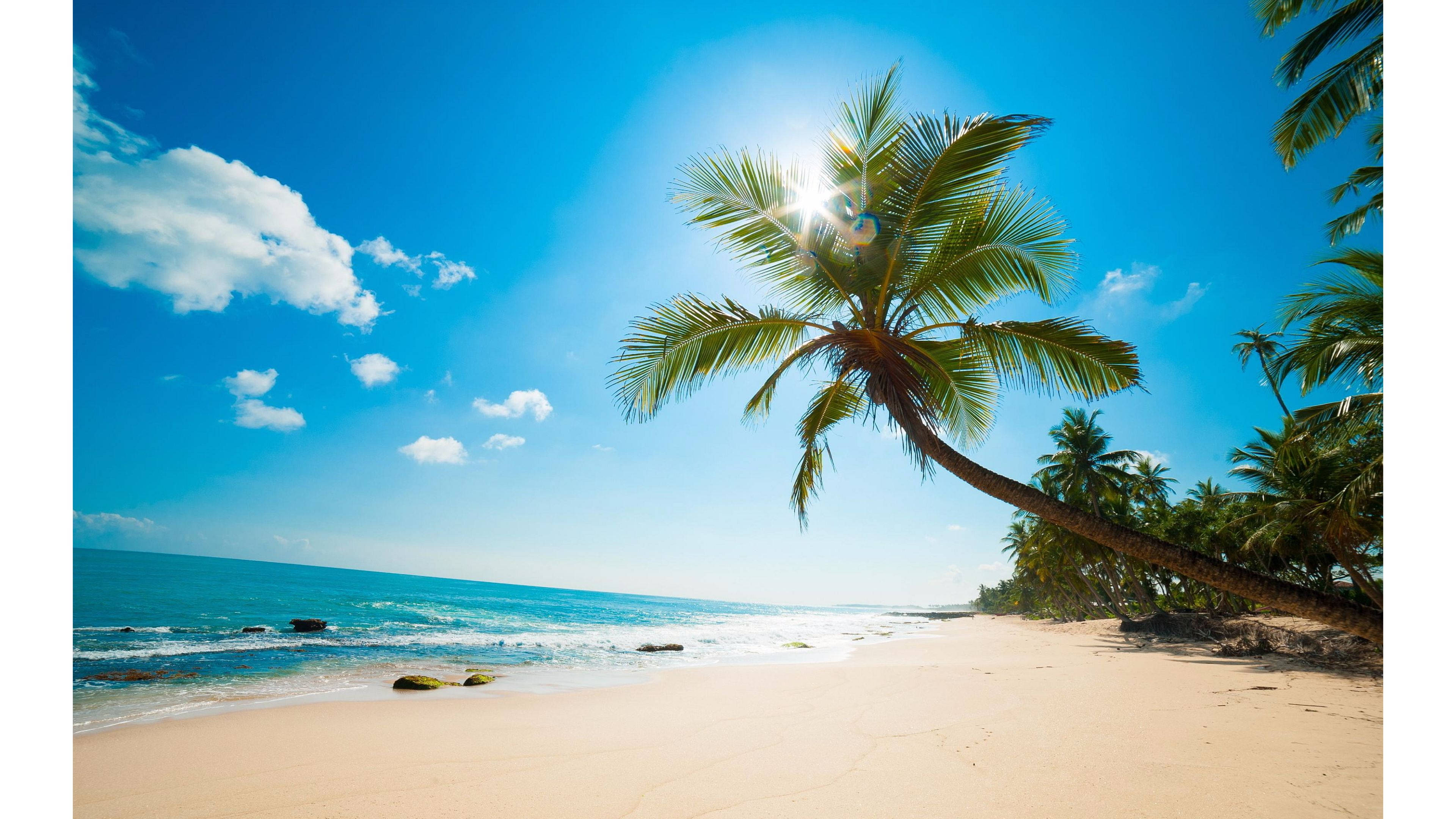 4K Beach, palm tree, sandy beach, 4K Desktop Wallpaper