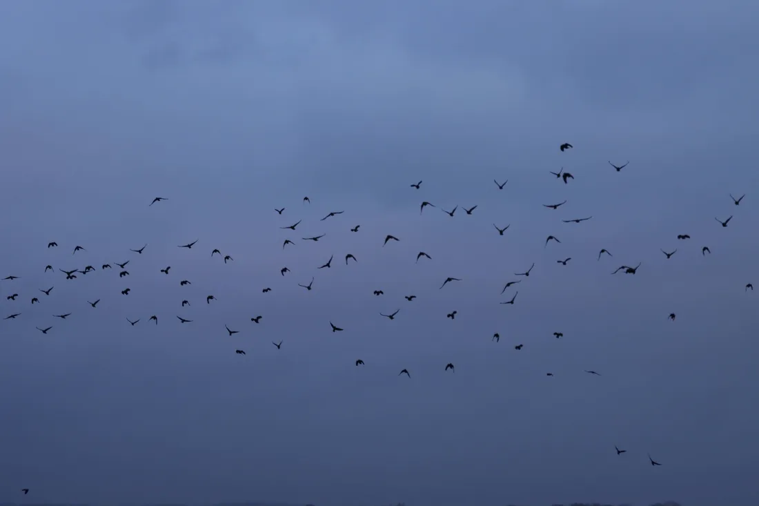 4K Bird