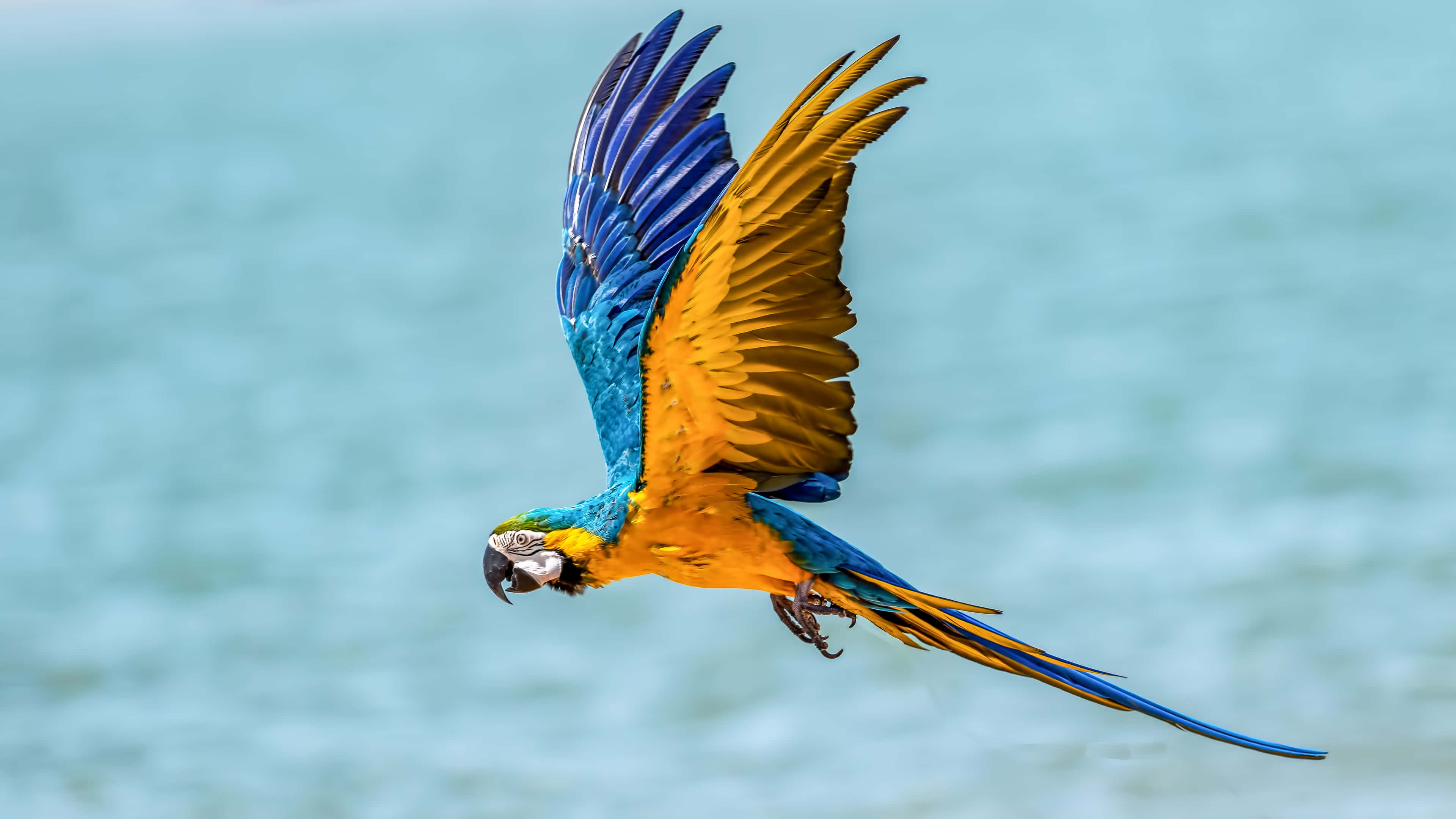 blue and yellow macaw, wings spread wide, soft turquoise water backdrop, 4K Desktop Wallpaper