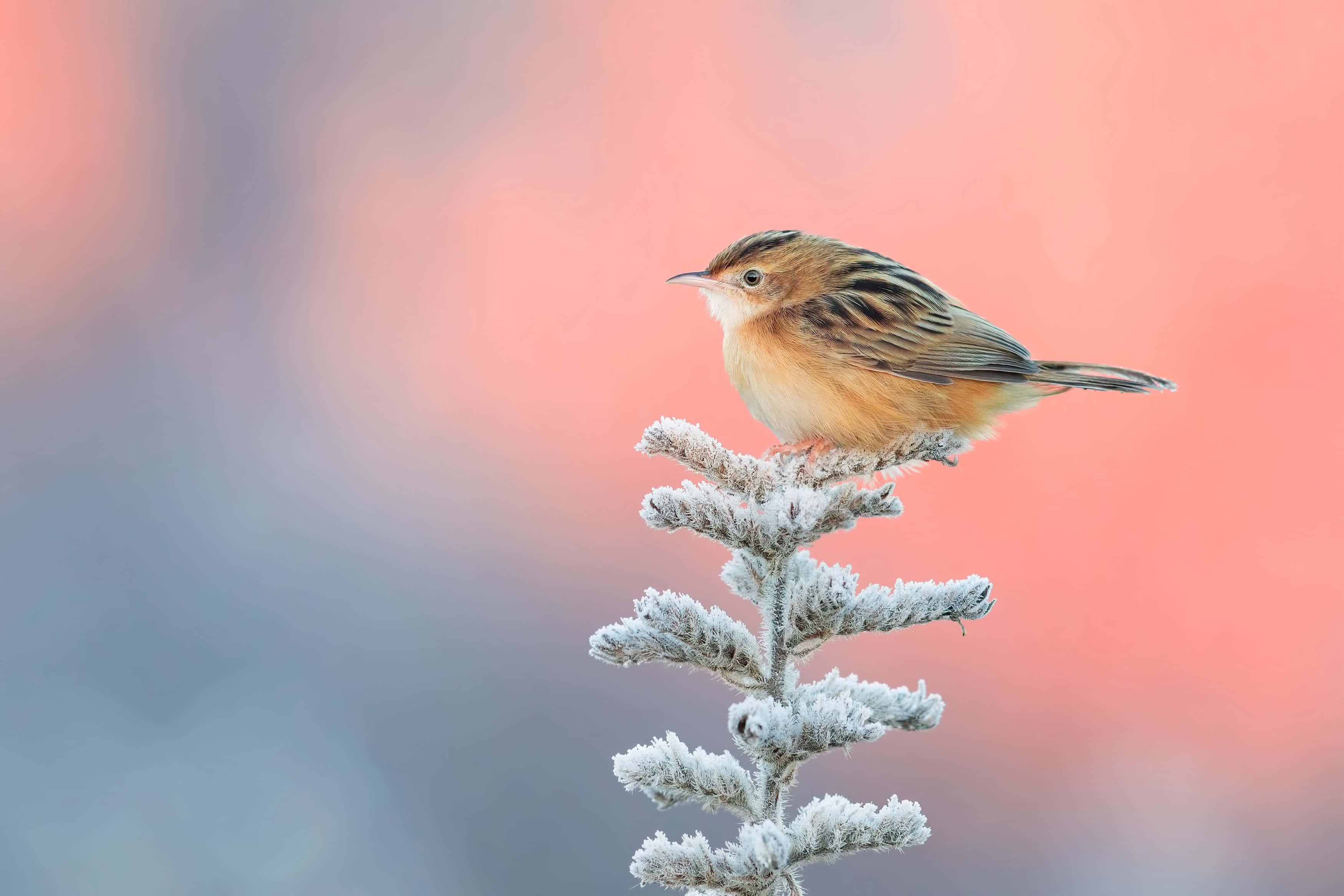 Frosty Perch Zitting Cisticola4 K, zitting cisticola, frost-covered branch, 2K Desktop Wallpaper