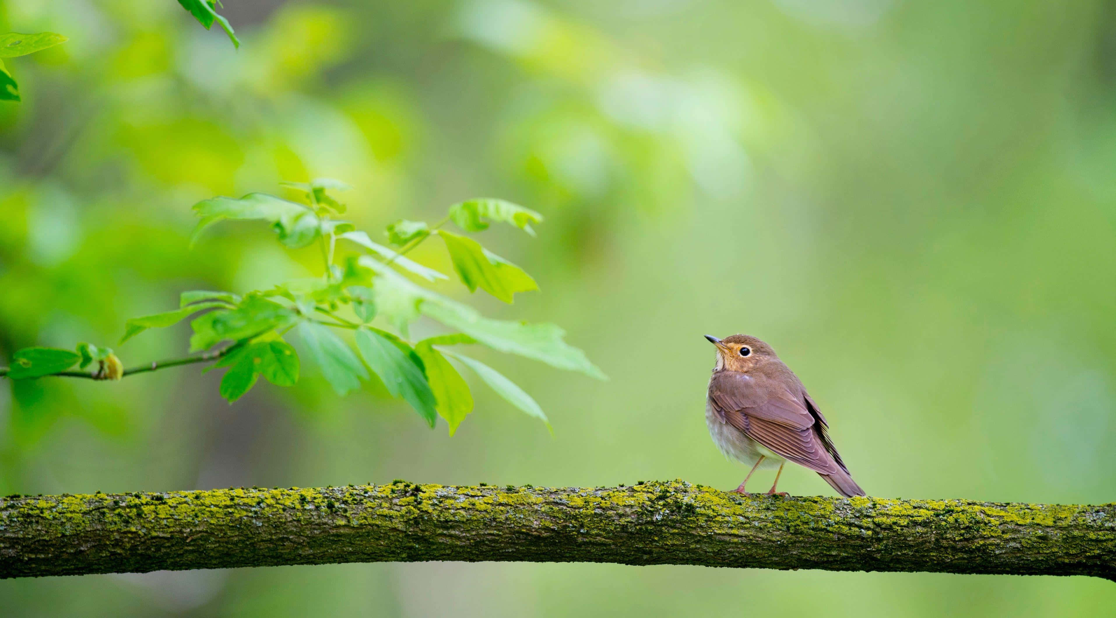 Serene Birdon Branch4 K, brown bird, mossy tree branch, 2K Desktop Wallpaper