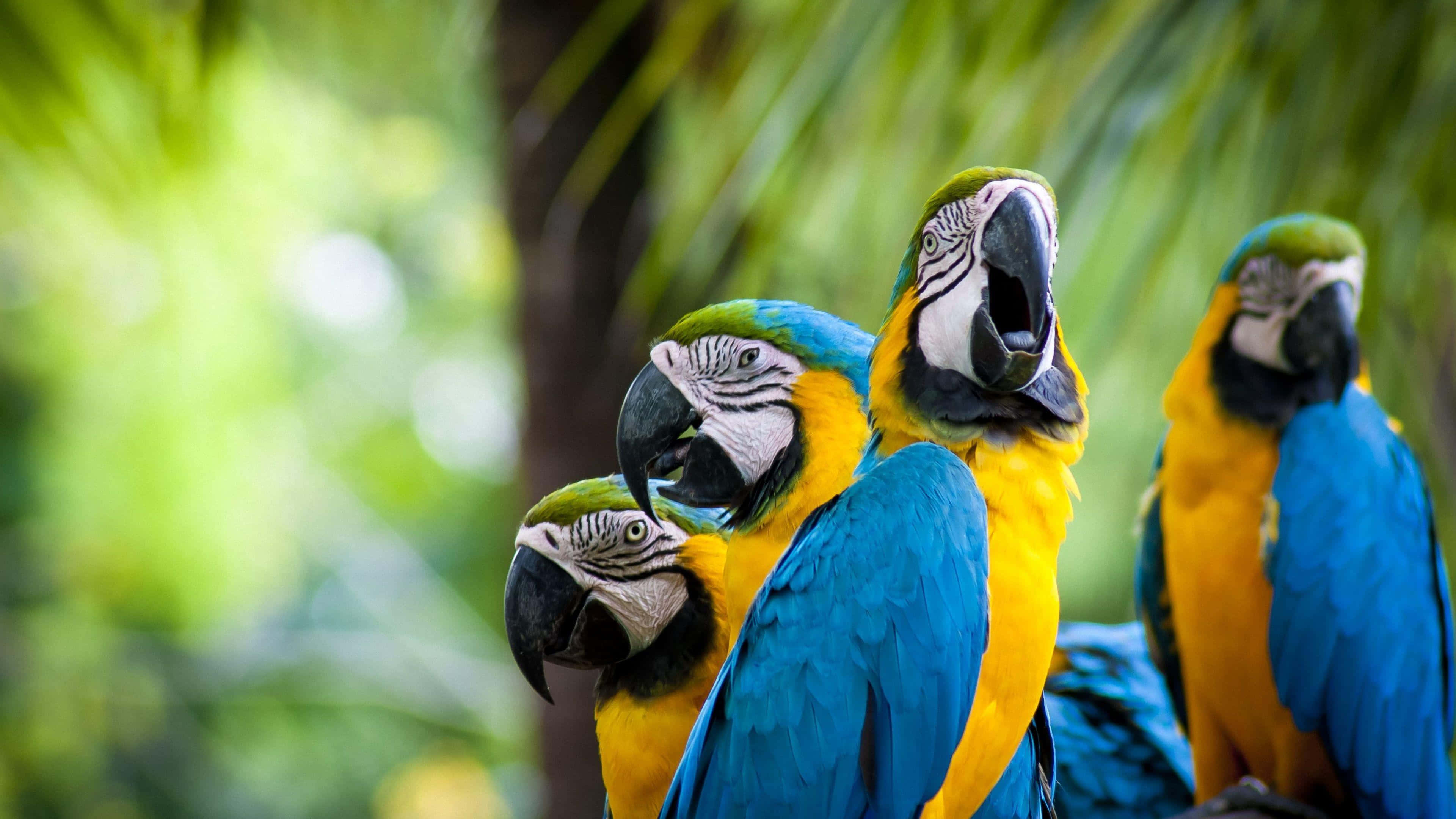 vibrant blue and yellow macaws, lush green tropical forest, soft bokeh background, 4K Desktop Wallpaper