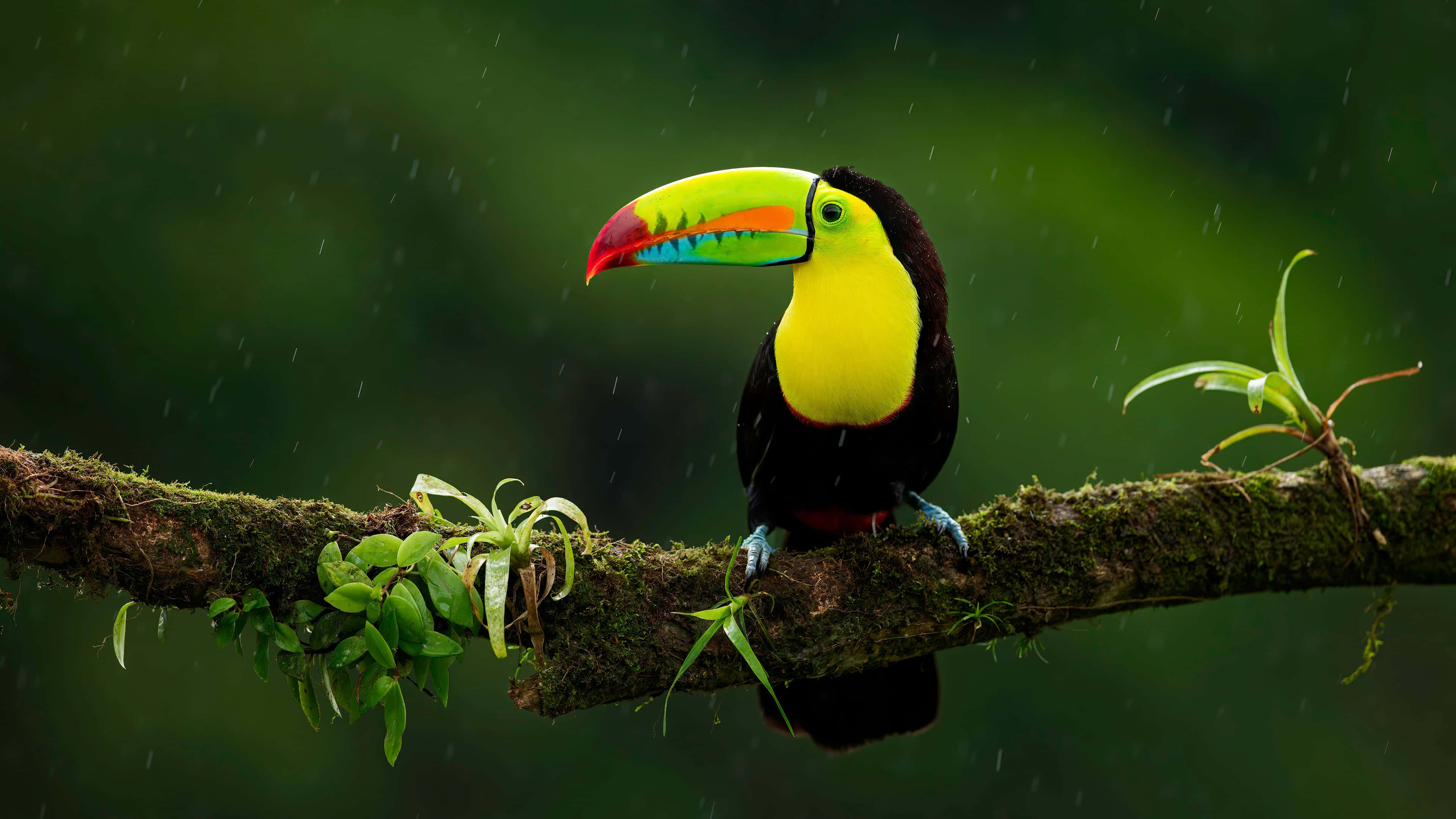 toucan, rainbow beak, mossy branch, 4K Desktop Wallpaper
