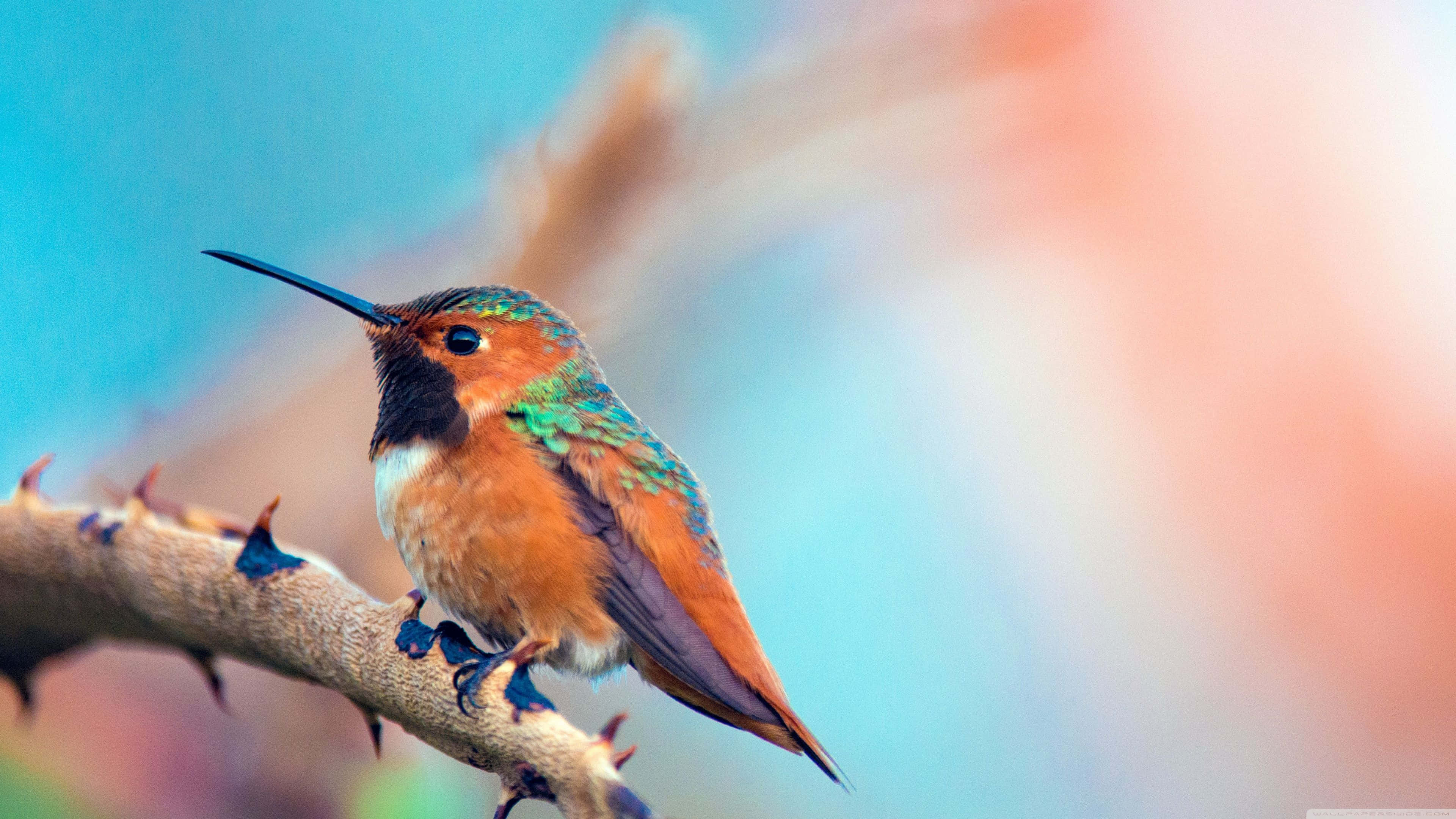 vibrant hummingbird, iridescent green and orange feathers, thorny branch, 4K Desktop Wallpaper