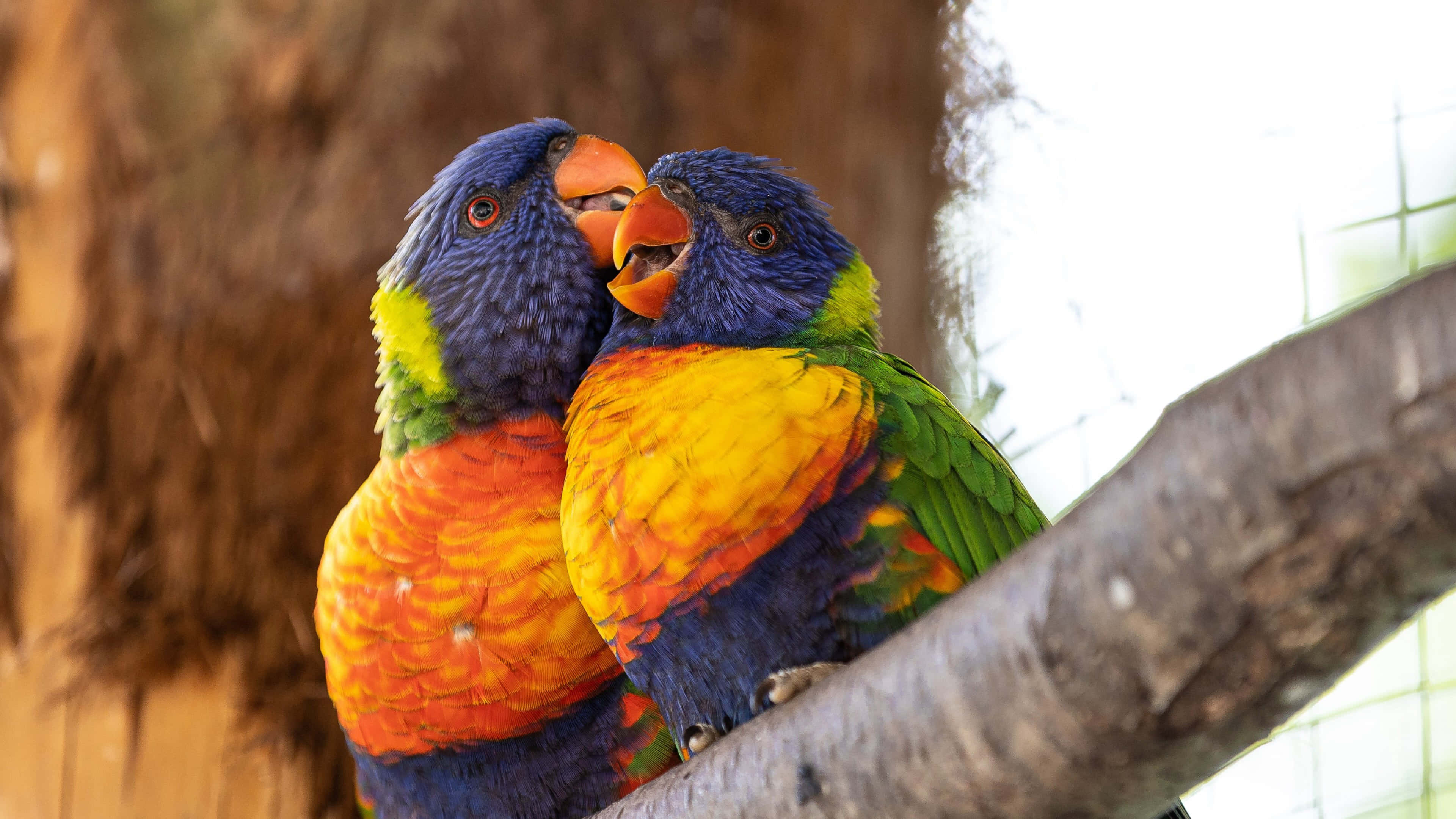 colorful lorikeets, rainbow lorikeets, branch, 4K Desktop Wallpaper
