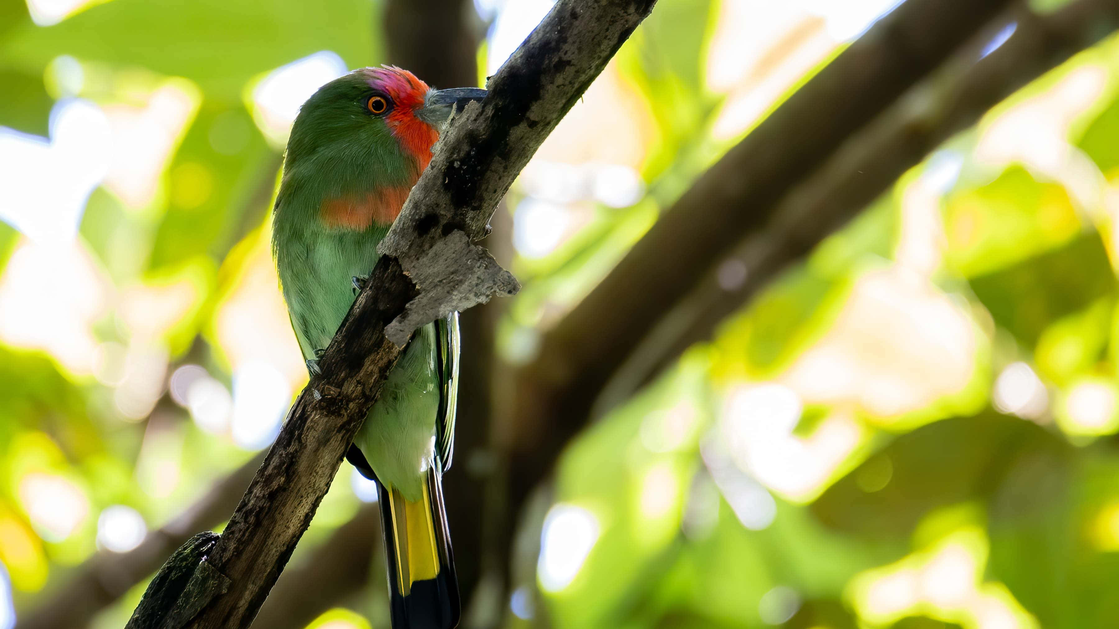 vibrant green bird, pink crown, yellow tail, 2K Desktop Wallpaper