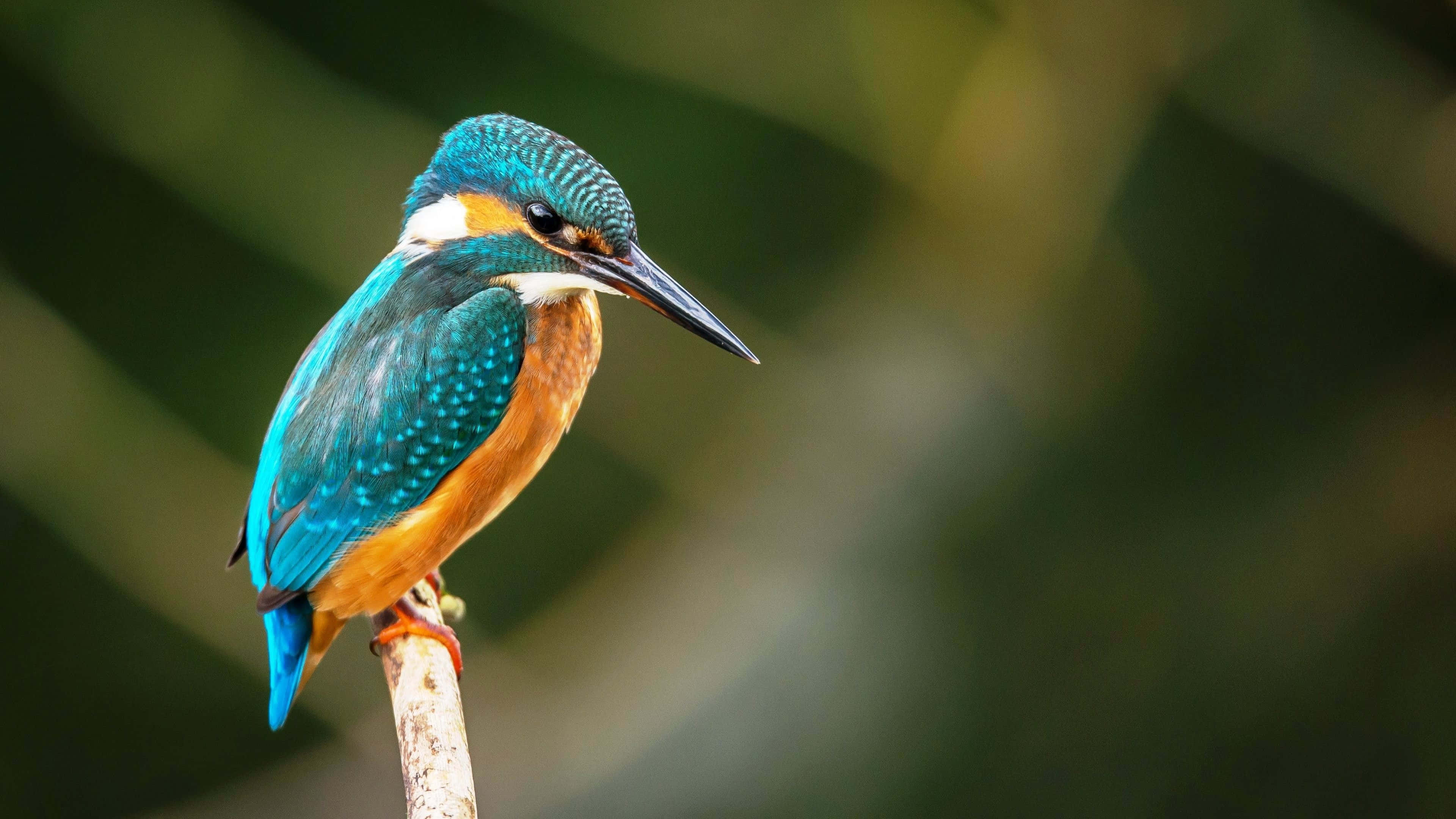 vibrant kingfisher, iridescent blue and orange feathers, branch, 4K Desktop Wallpaper