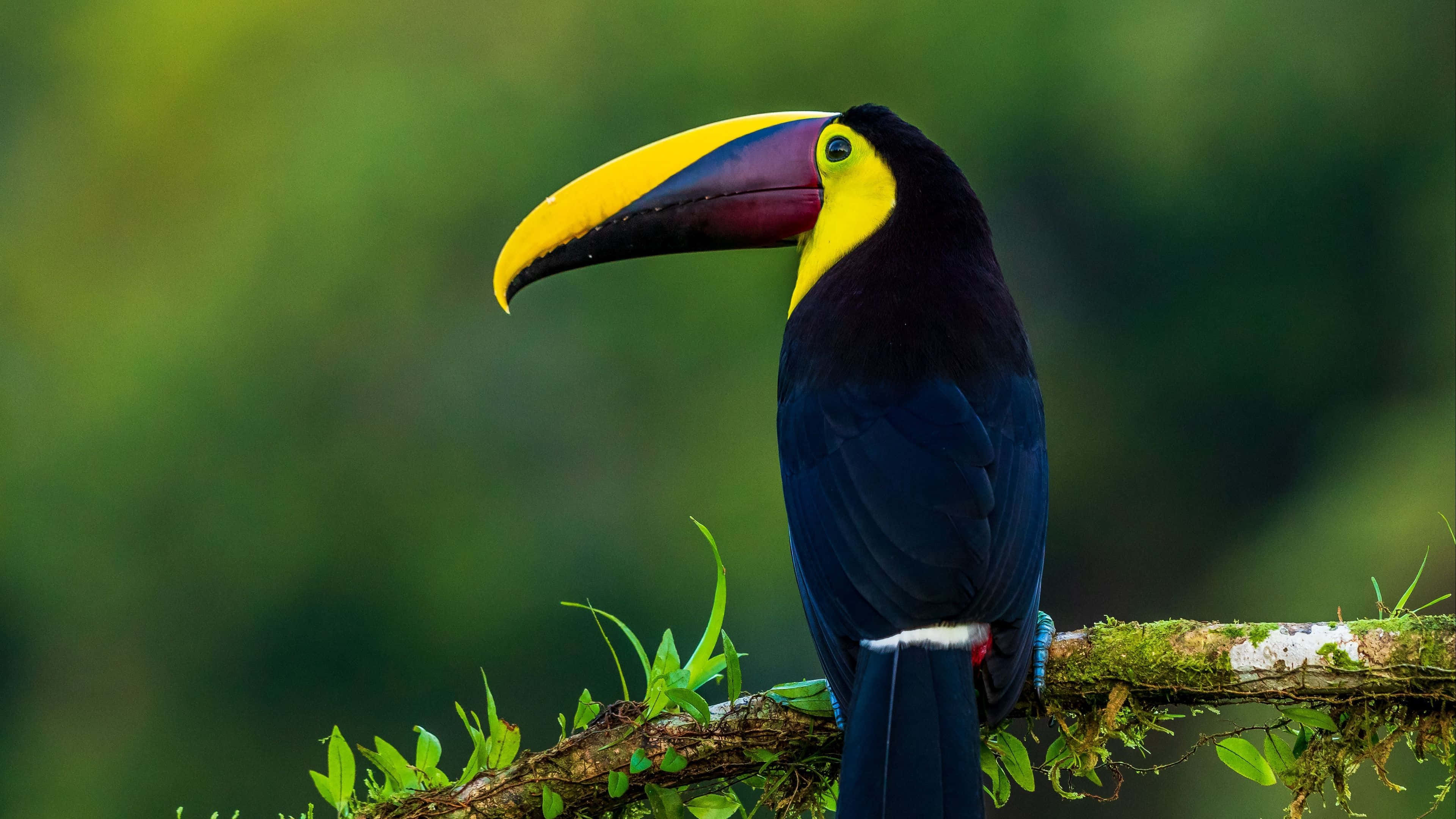 vibrant toucan, yellow and black beak, mossy branch, 4K Desktop Wallpaper