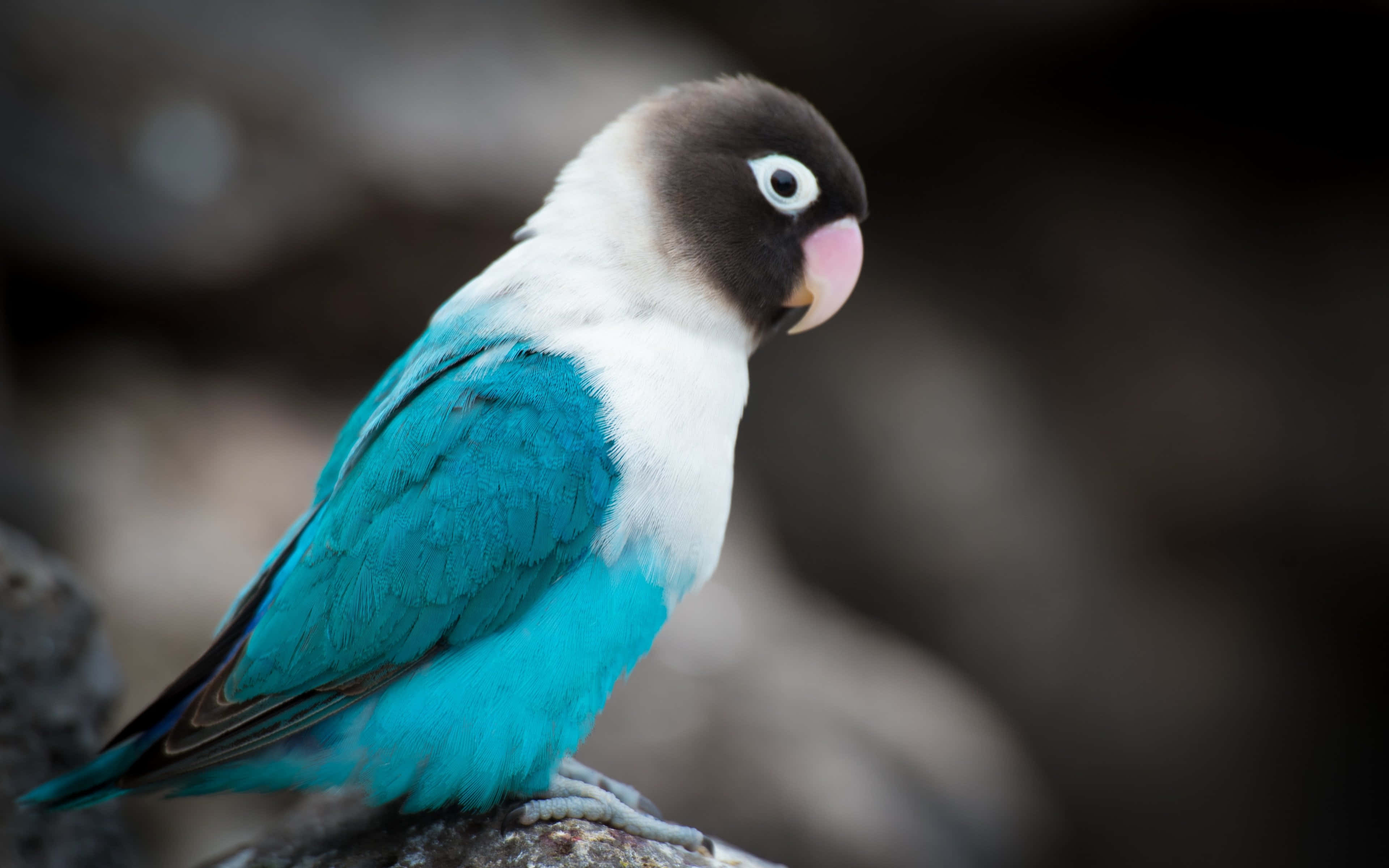 lovebird, blue and white, black mask, 4K Desktop Wallpaper