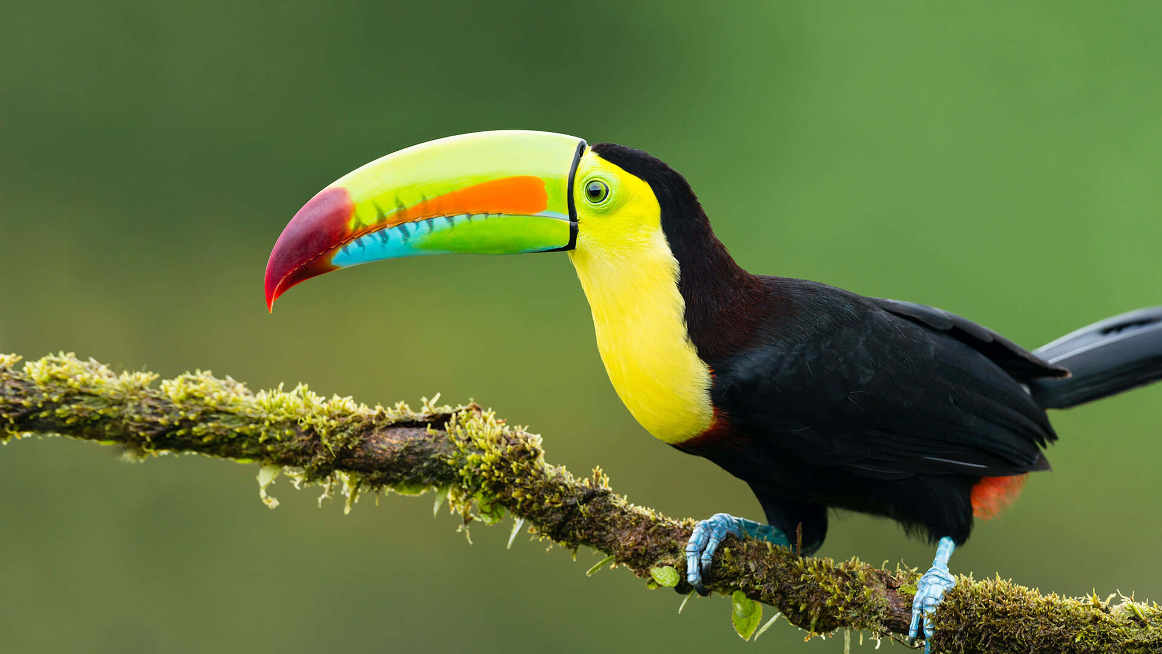 vibrant toucan, rainbow beak, mossy branch, 4K Desktop Wallpaper