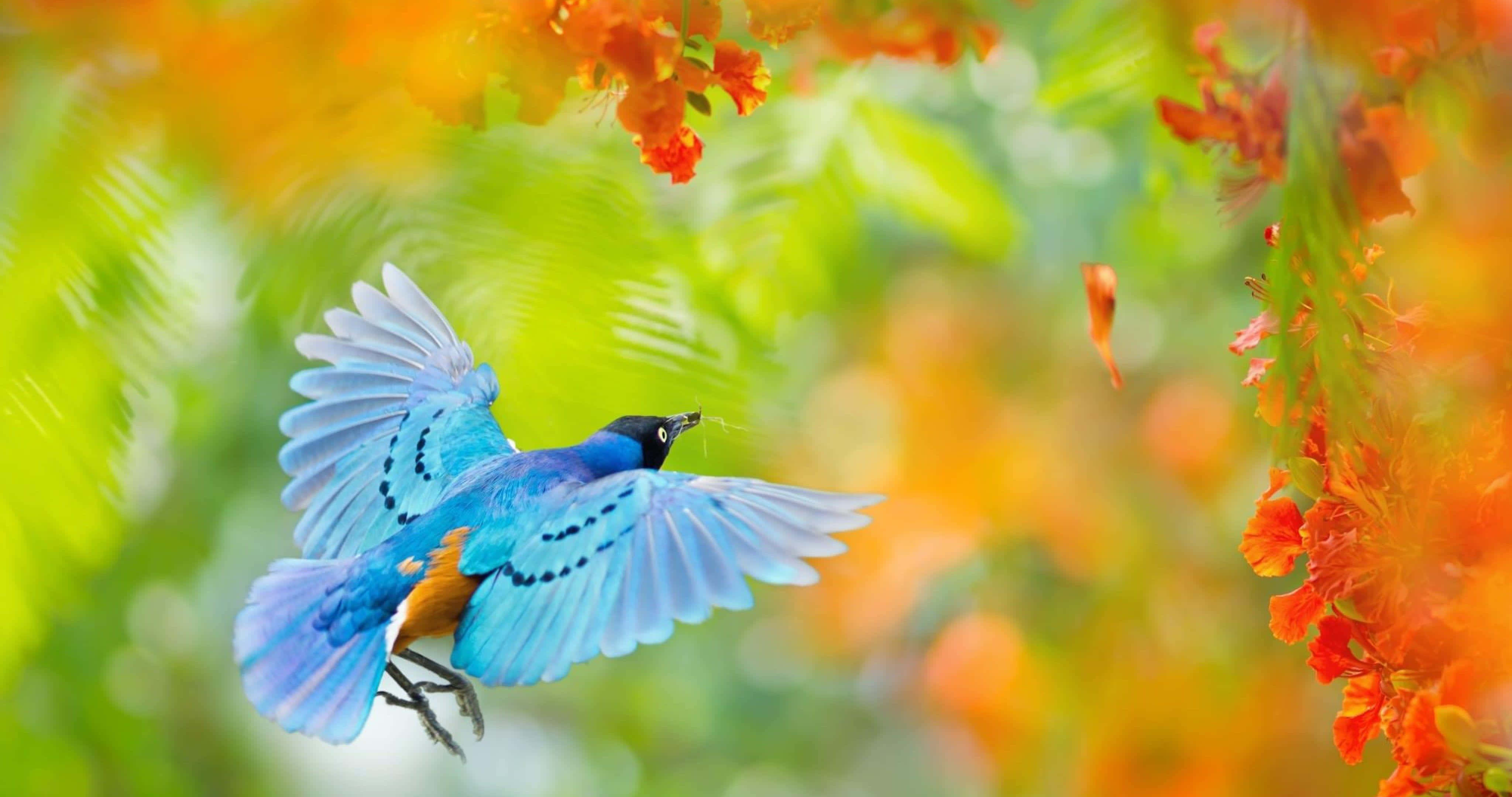 vibrant blue bird, orange chest, sunlit canopy, 4K Desktop Wallpaper