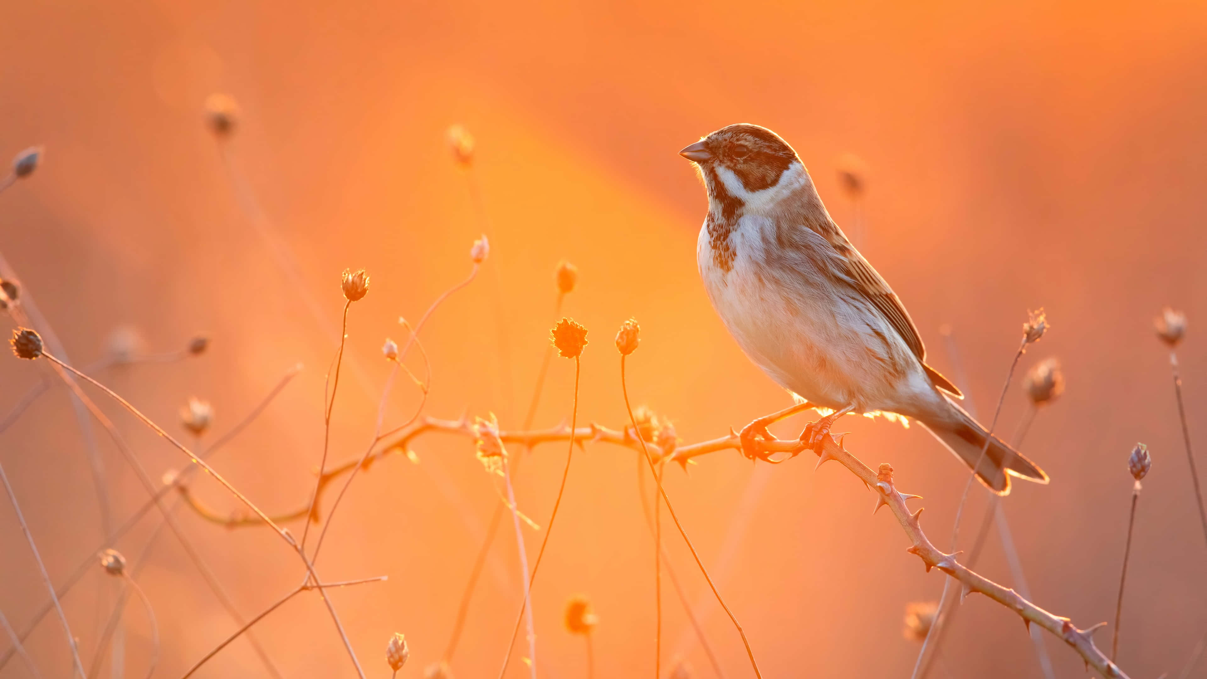 Sunset Sparrow Perch4 K, thorny branch, glowing orange sunset, 4K Desktop Wallpaper