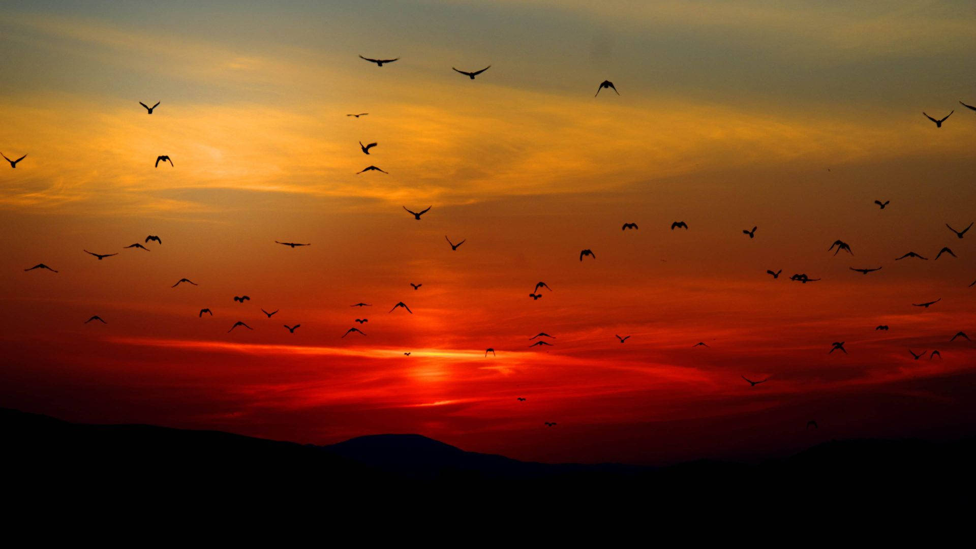 flock of birds, fiery sunset sky, dark mountain ridges, Full HD Desktop Wallpaper