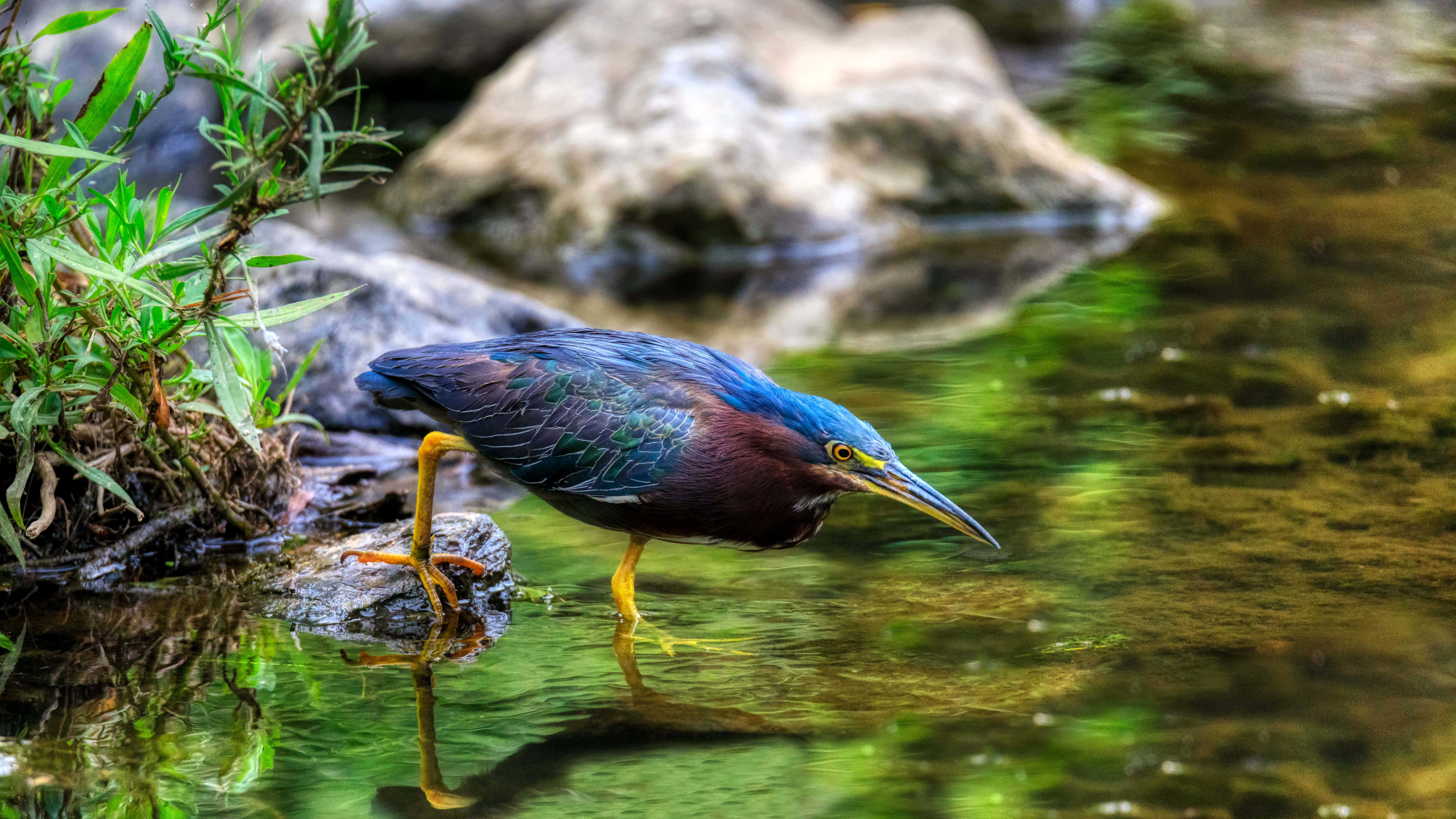 vibrant green heron, clear shallow water, lush greenery, 8K Desktop Wallpaper